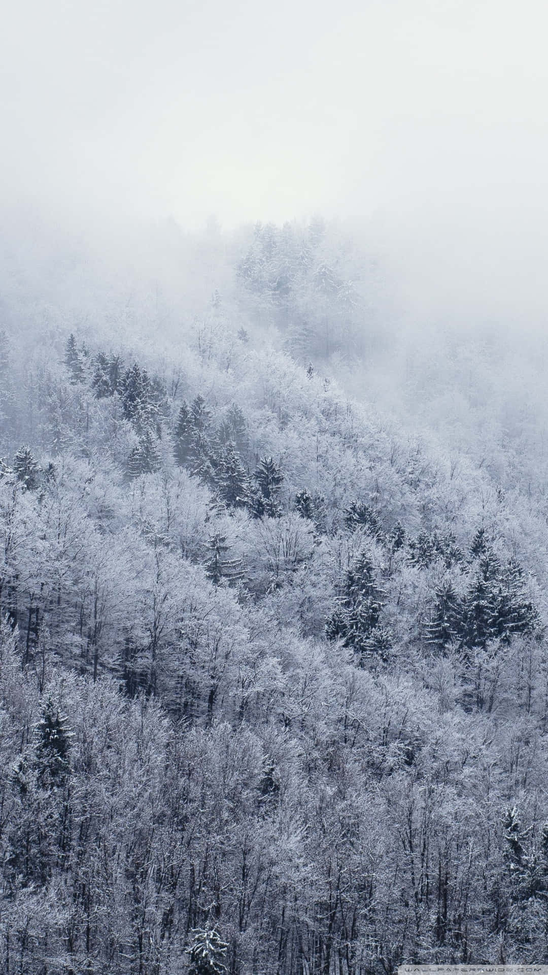 冬日霧氣瀰漫的山坡上的雪林。