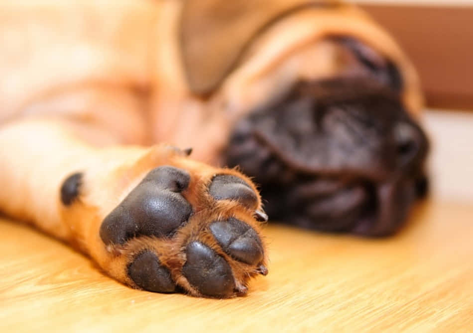 享受幼犬爪子的柔軟觸感 壁紙 — 一隻放鬆嘅淺黃色狗仔嘅肉球特寫，放喺木地板上面，背景嘅臉部模糊。