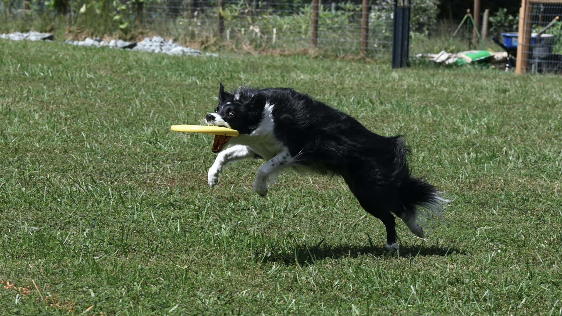 享受戶外高畫質飛盤遊戲 壁紙 — 一隻黑白邊境牧羊犬在草地上躍起，用嘴接住一個黃色飛盤。
