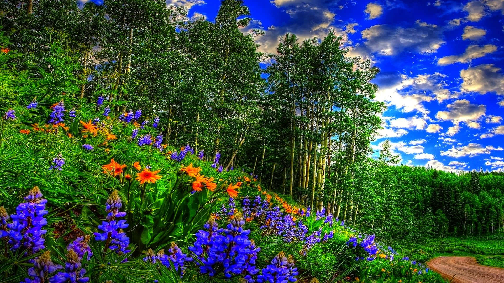 色彩繽紛的野花在晴朗的藍天下，沿著森林中的泥土小徑排列。