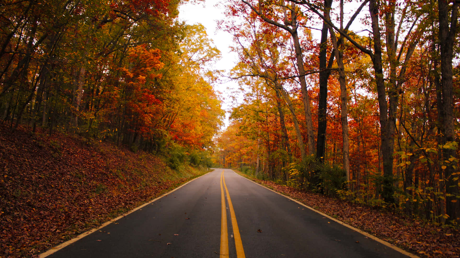 秋日森林道路，兩旁是鮮豔的橙色和黃色樹葉