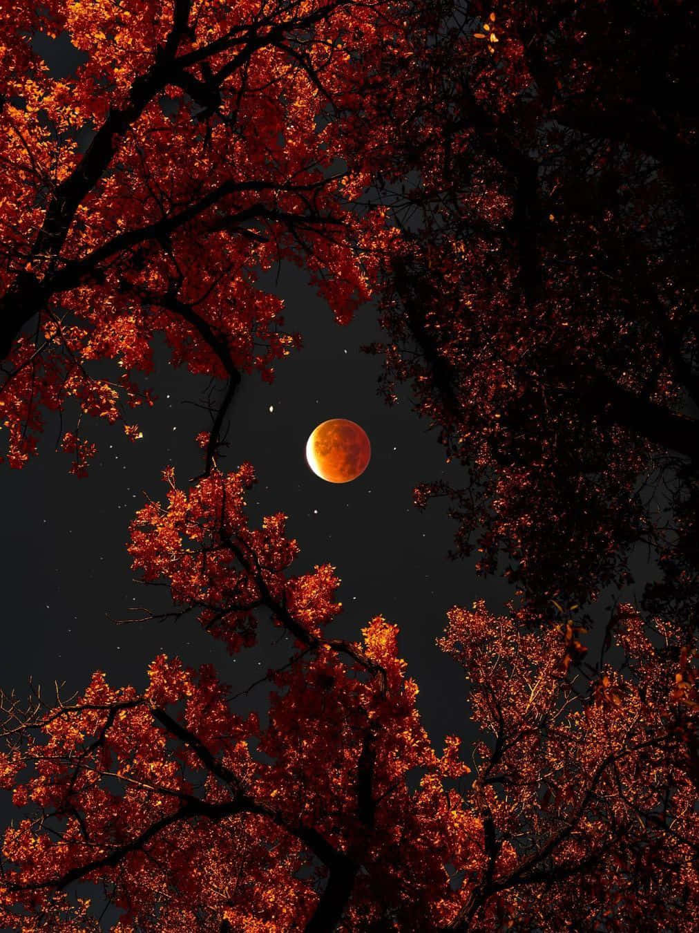 血月被紅色秋葉環繞，在繁星夜空下。
