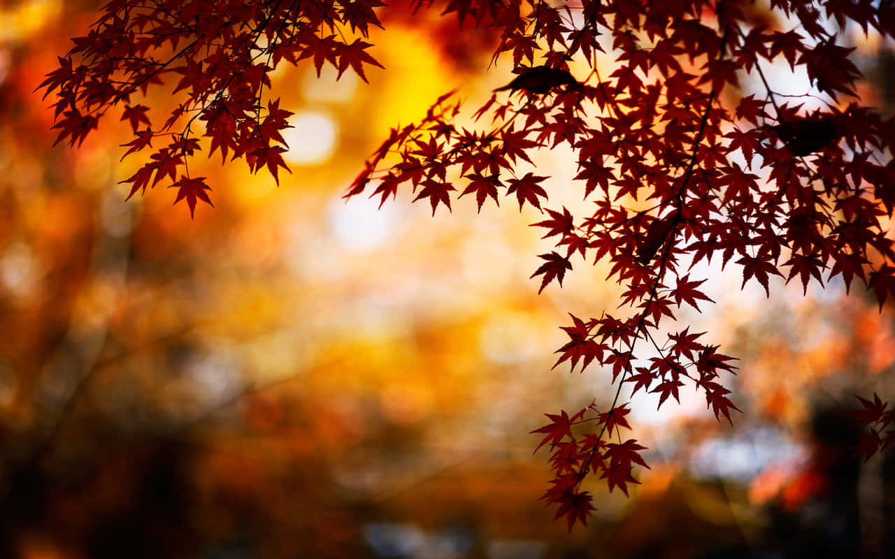 紅色楓葉在金色秋景中的剪影。