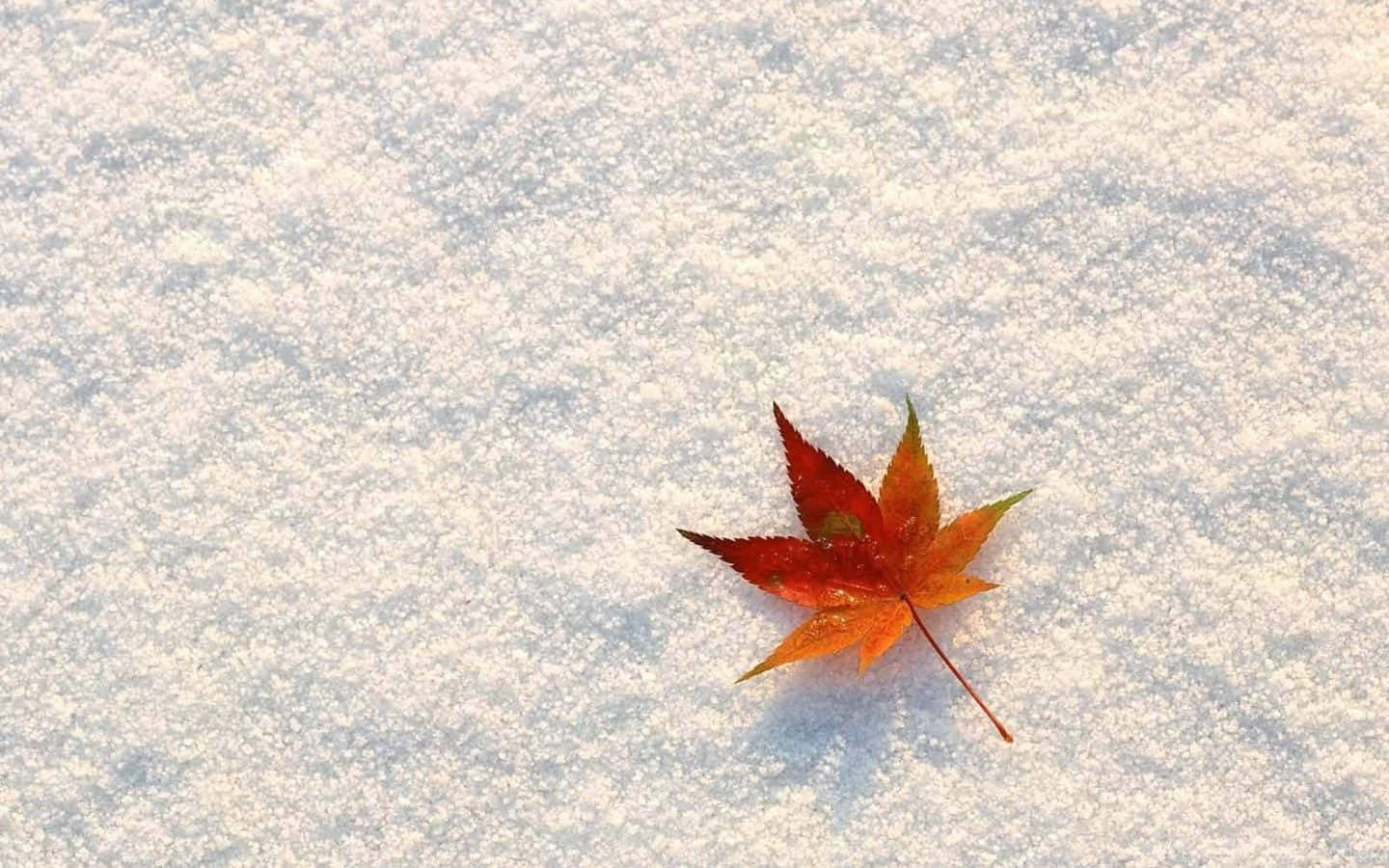 雪地上的紅楓葉