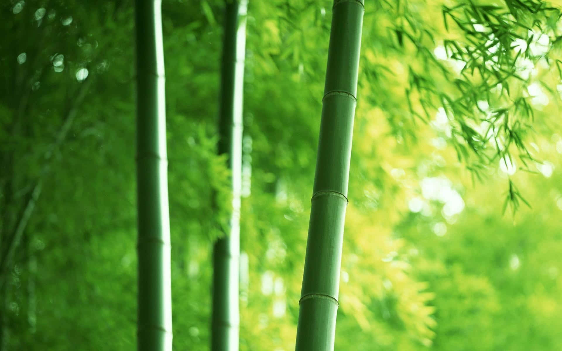 享受竹林桌面背景的寧靜氛圍 壁紙 — 高大的綠色竹莖在寧靜的森林中穿過茂密葉片過濾的柔和陽光中升起。