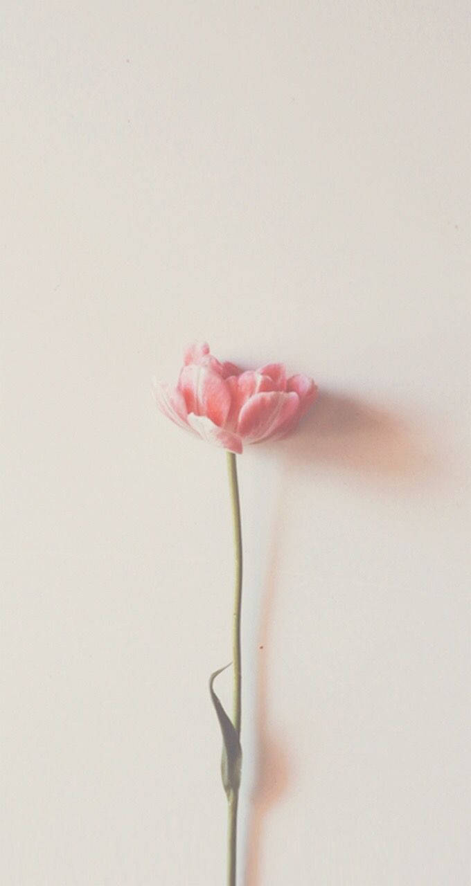 一朵粉紅色鬱金香，長莖，在純色米白色背景上。