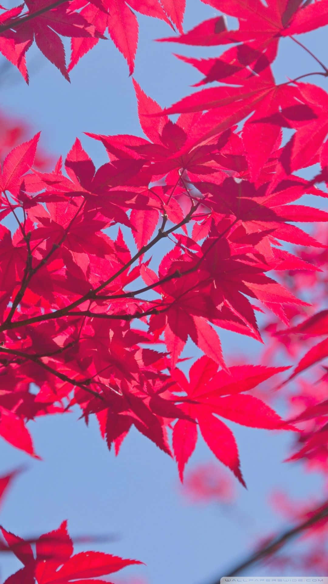 秋季晴朗藍天下的紅色楓葉。