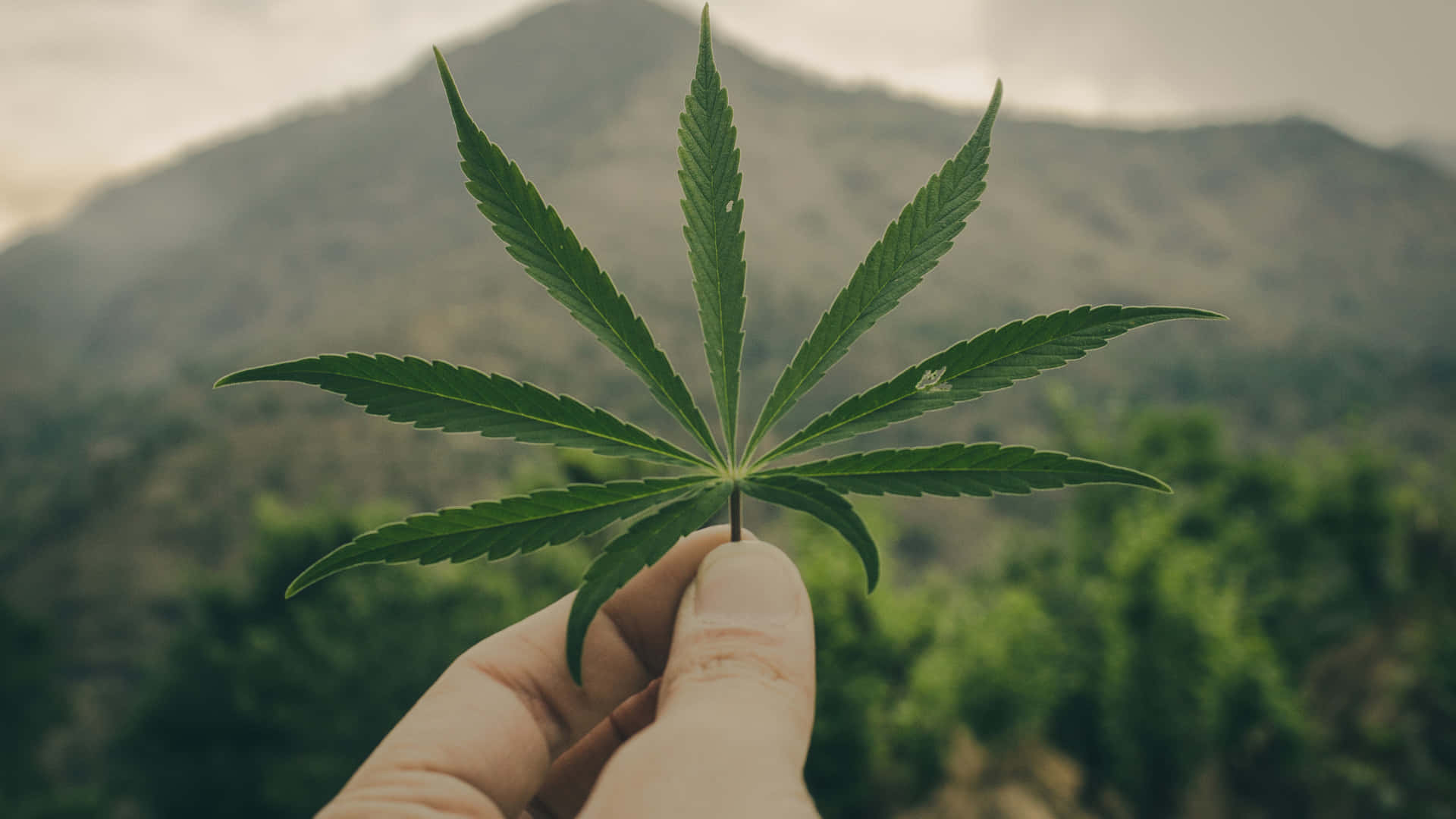 手拿著大麻葉，背景有山。