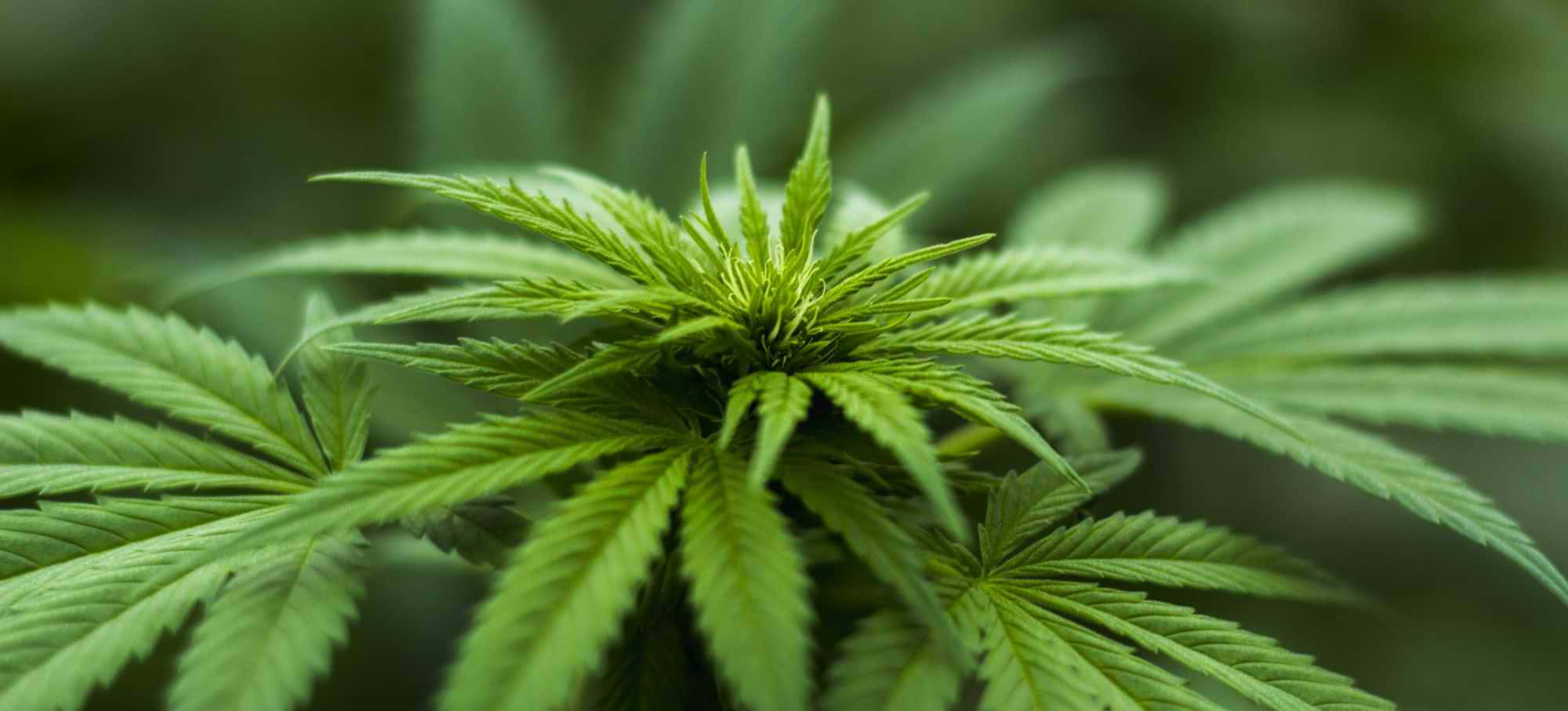 自然環境中大麻植物葉子的特寫