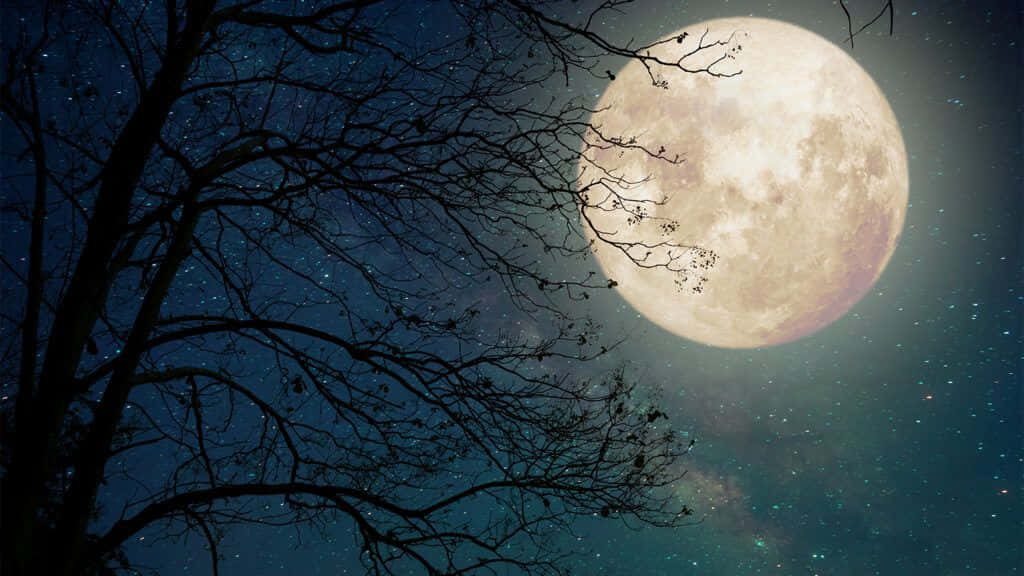 享受繁星滿天的寧靜夜晚 壁紙 — 一輪巨大的發光滿月在光禿禿的樹枝後升起，襯著繁星點點的夜空。
