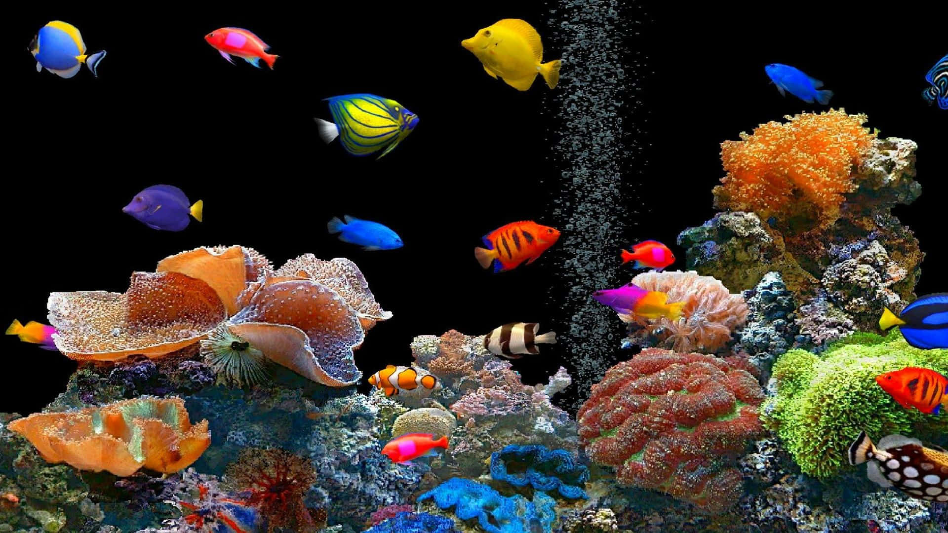 水族箱中色彩繽紛的熱帶魚和珊瑚，帶有上升的氣泡。