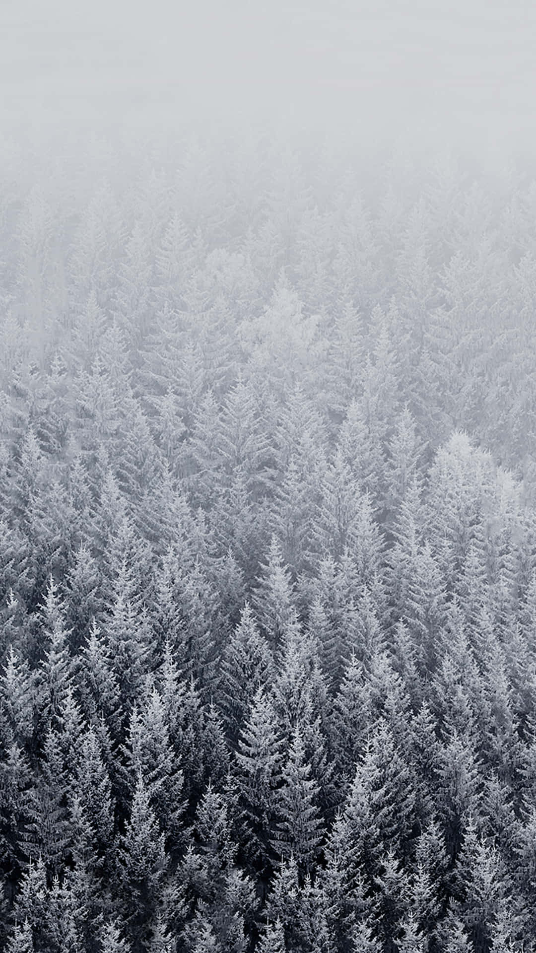 享受美麗的冬季天氣！ 壁紙 — 一望無際的雪松樹在霧濛濛的灰色天空中逐漸消失的鳥瞰圖。