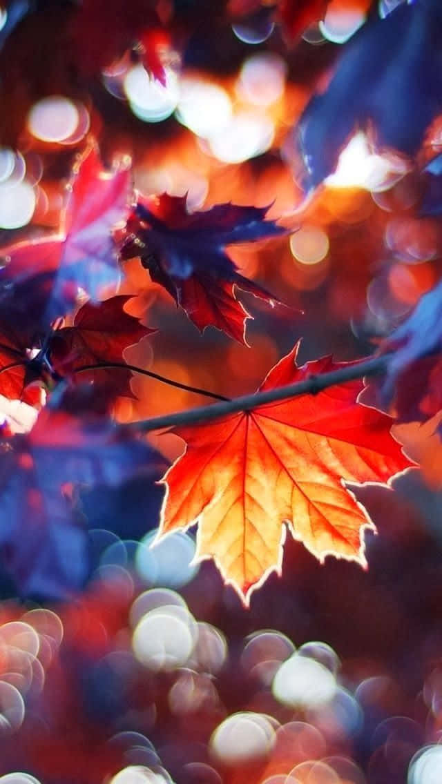 帶有秋色散景燈光的發光紅楓葉