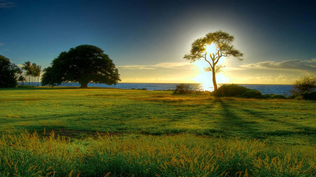 海上的夕陽，草地和剪影樹木