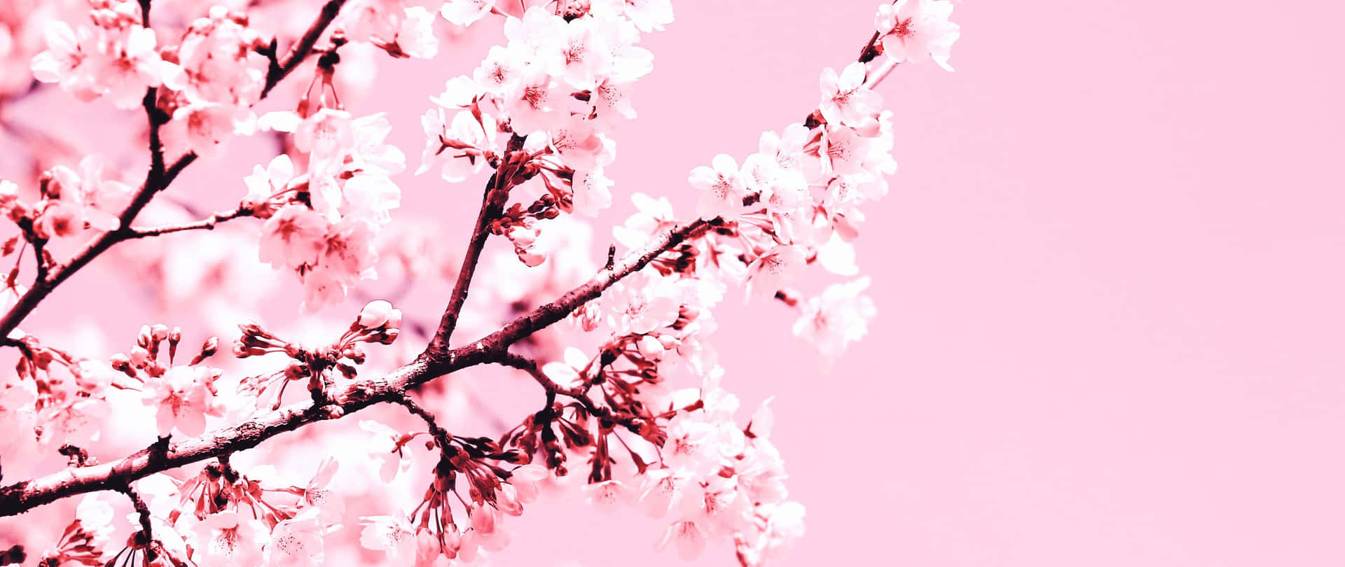 享受自然之美——美學櫻花壁紙 壁紙 — 嬌嫩的粉紅櫻花在深色樹枝上盛開，映襯著柔和的粉彩粉紅天空。
