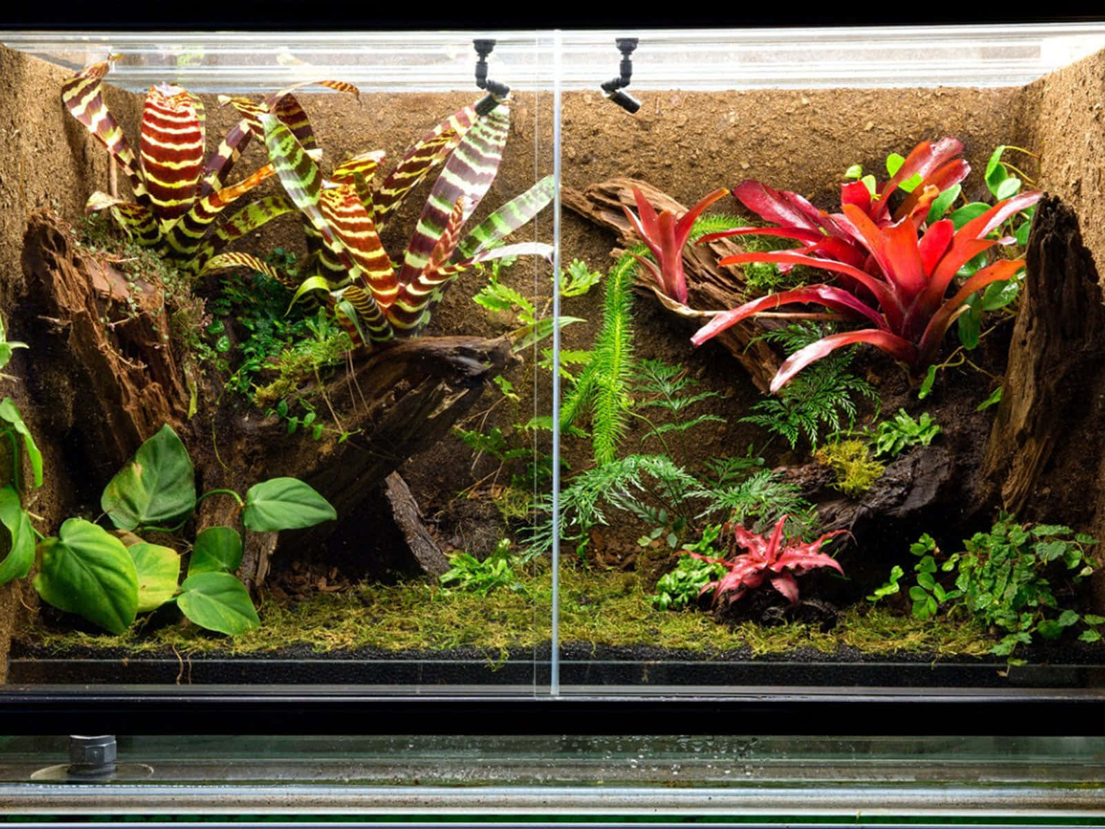 架子上兩個裝滿彩色植物和苔蘚的玻璃容器。