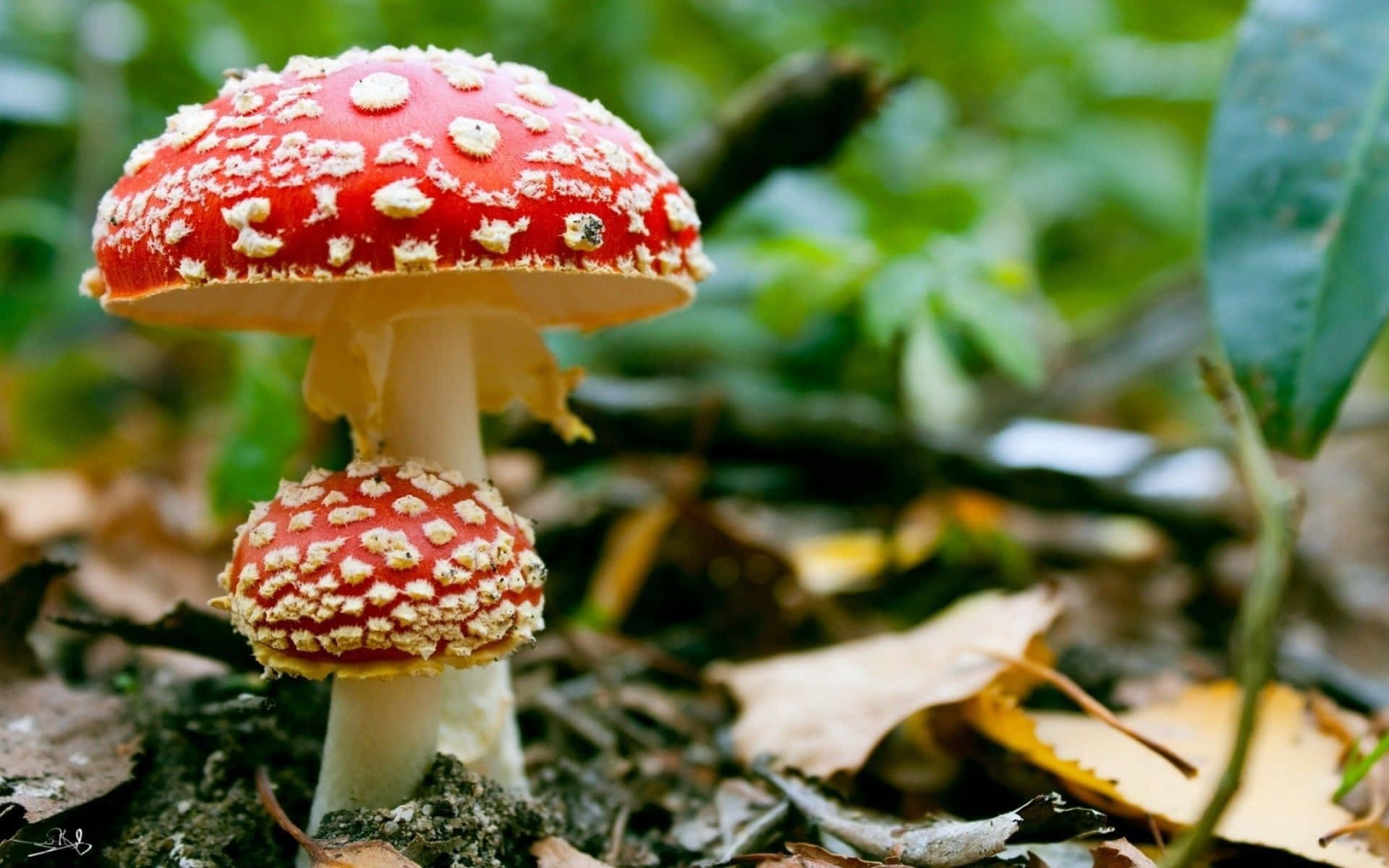 享受自然之美——葉叢中的紅蘑菇 壁紙 — 兩朵鮮紅色的毒蠅傘蘑菇，帶有白色斑點，生長在茂密綠色森林地面的落葉中。