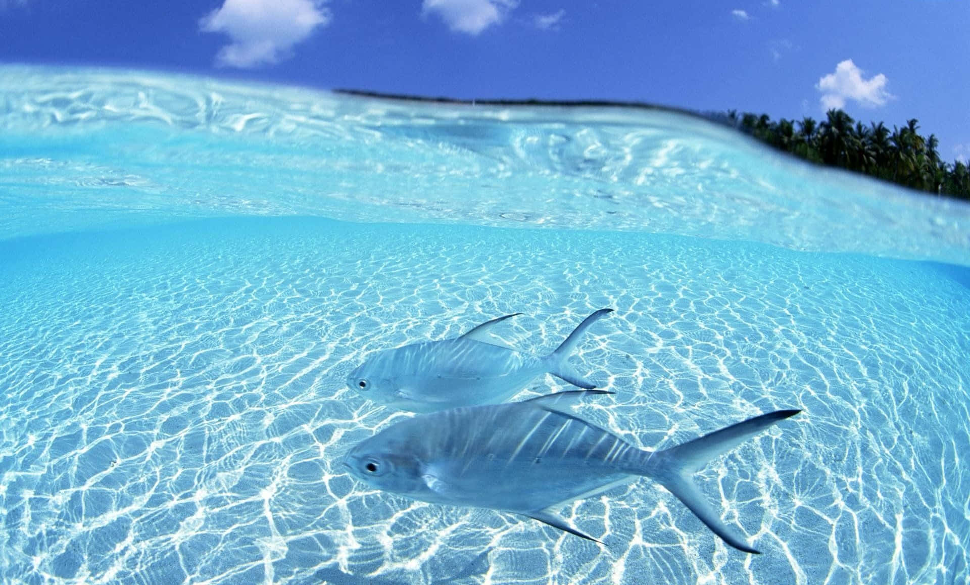 兩條銀色魚喺清澈嘅藍綠色水入面游水，上面見到藍天同棕櫚樹。