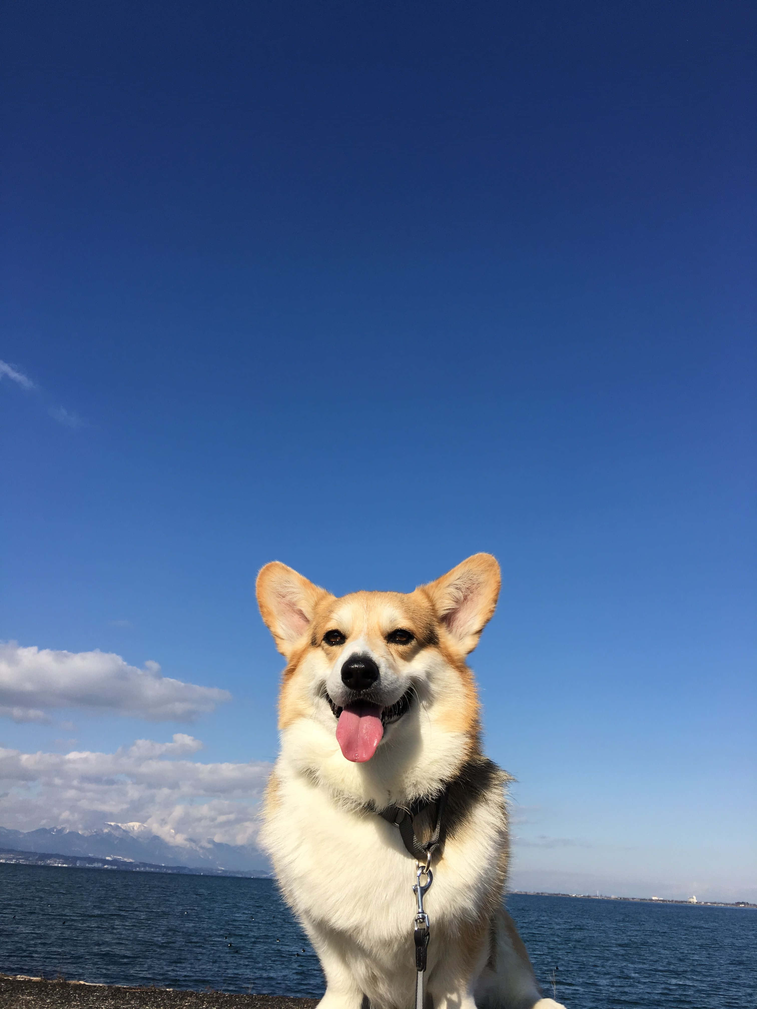 享受與哥基犬的美好生活！ 壁紙