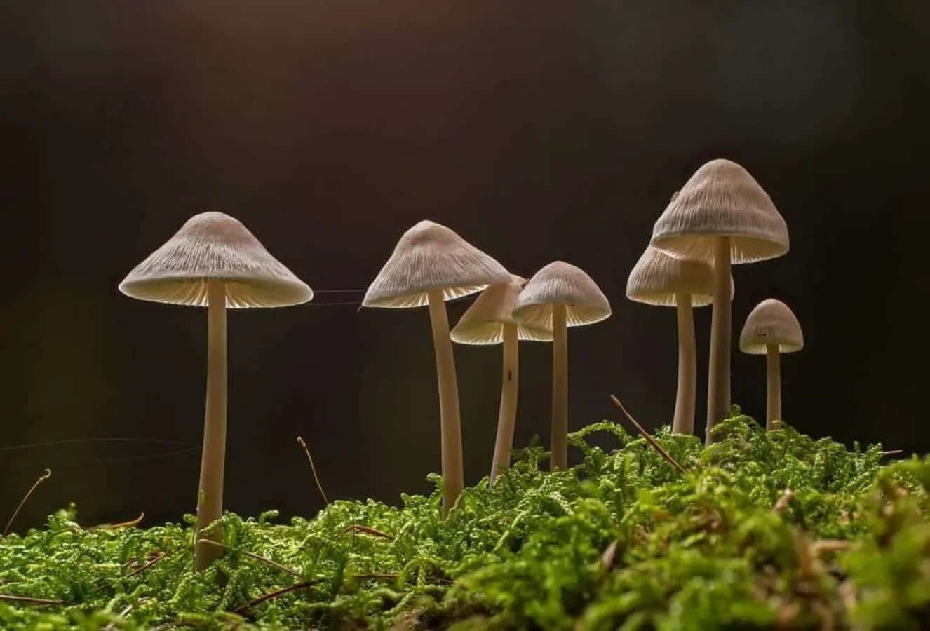享受蘑菇的魔法 壁紙 — 細小的蘑菇帶有精緻的菌蓋，在柔和的金色背光下從鮮綠色的苔蘚中冒出。