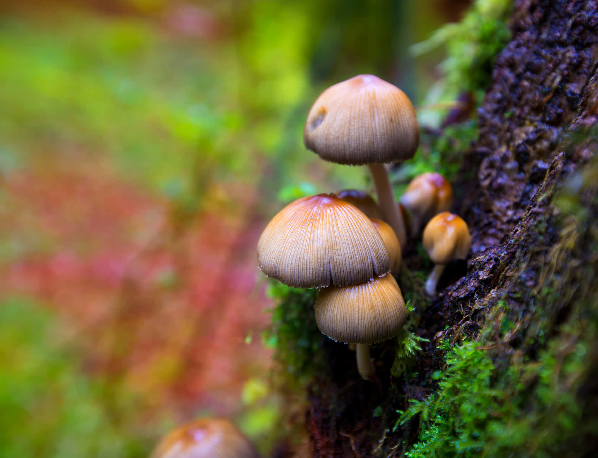 享受迷幻蘑菇的神秘效果 壁紙 — 細小的褐色蘑菇長有菌褶，在充滿活力的森林中群生於長滿苔蘚的樹幹上。