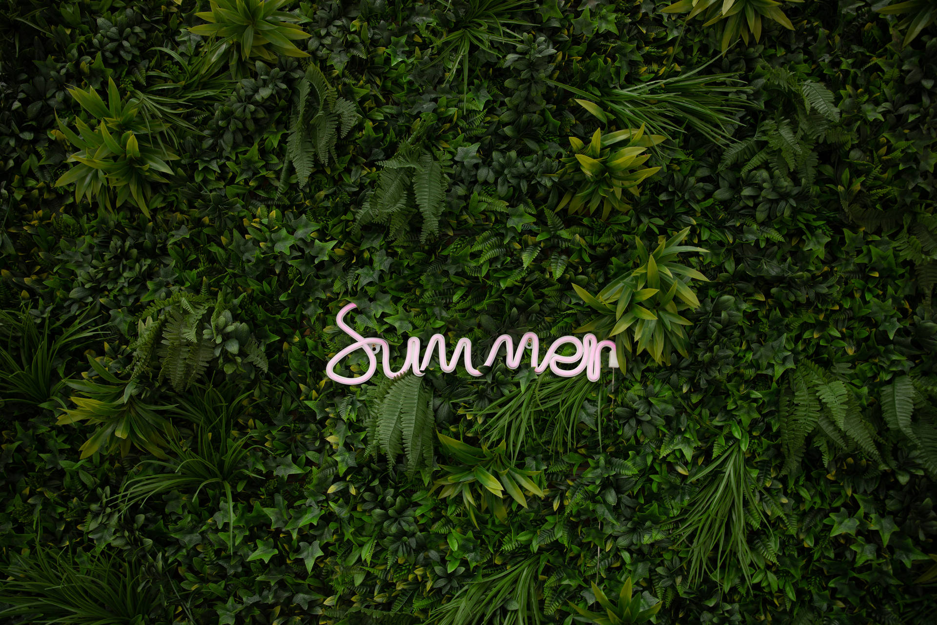 粉紅色霓虹燈 'Summer' 標誌在茂密的綠色植物牆上。