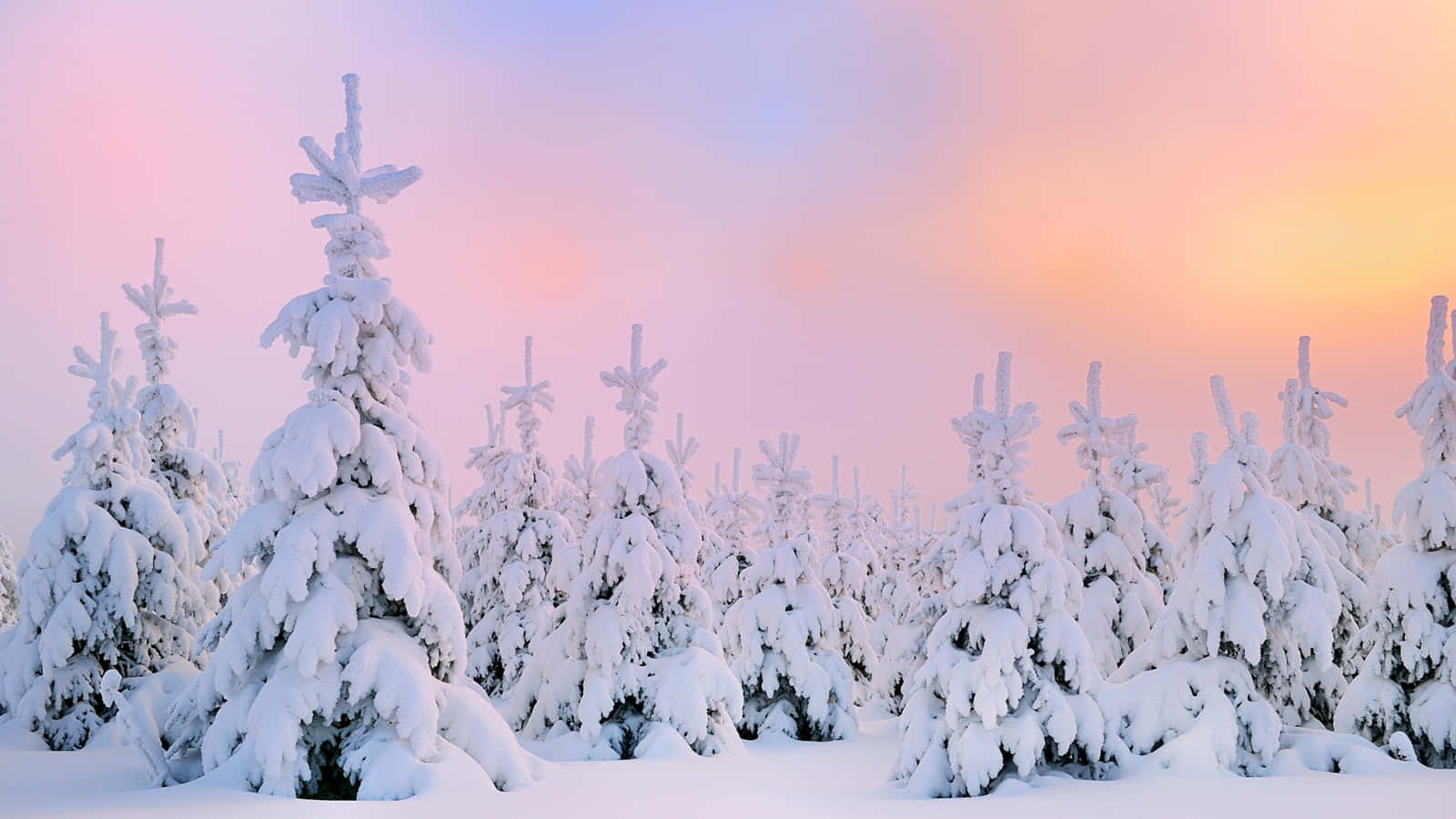 日出時積雪的松樹，柔和粉紅和橙色天空。