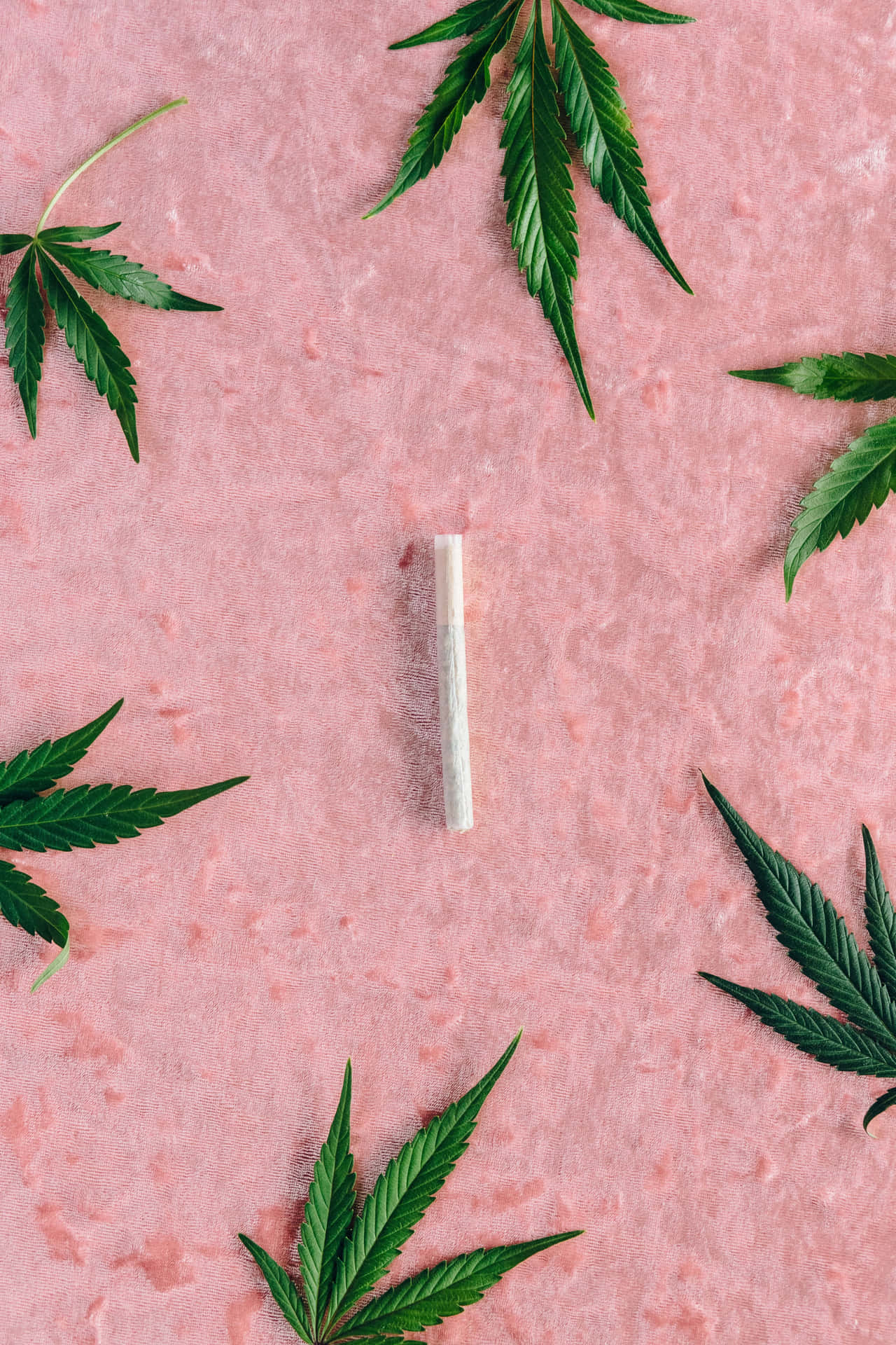 一個捲好的大麻煙捲，周圍環繞著綠色葉子，背景為有紋理的粉紅色。