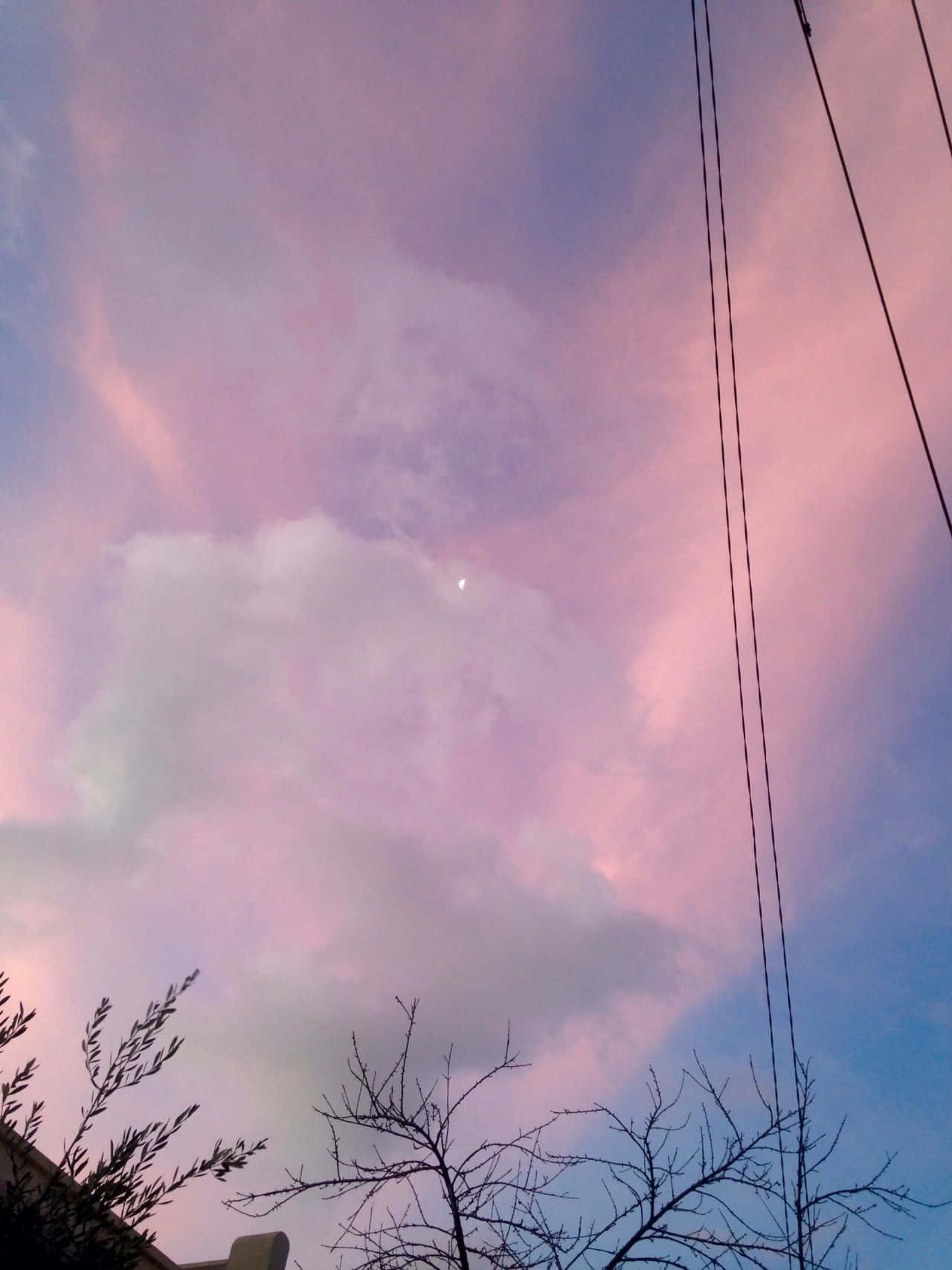 粉紅色和藍色的暮色天空，光禿的樹枝和電線在雲層襯托下形成剪影。