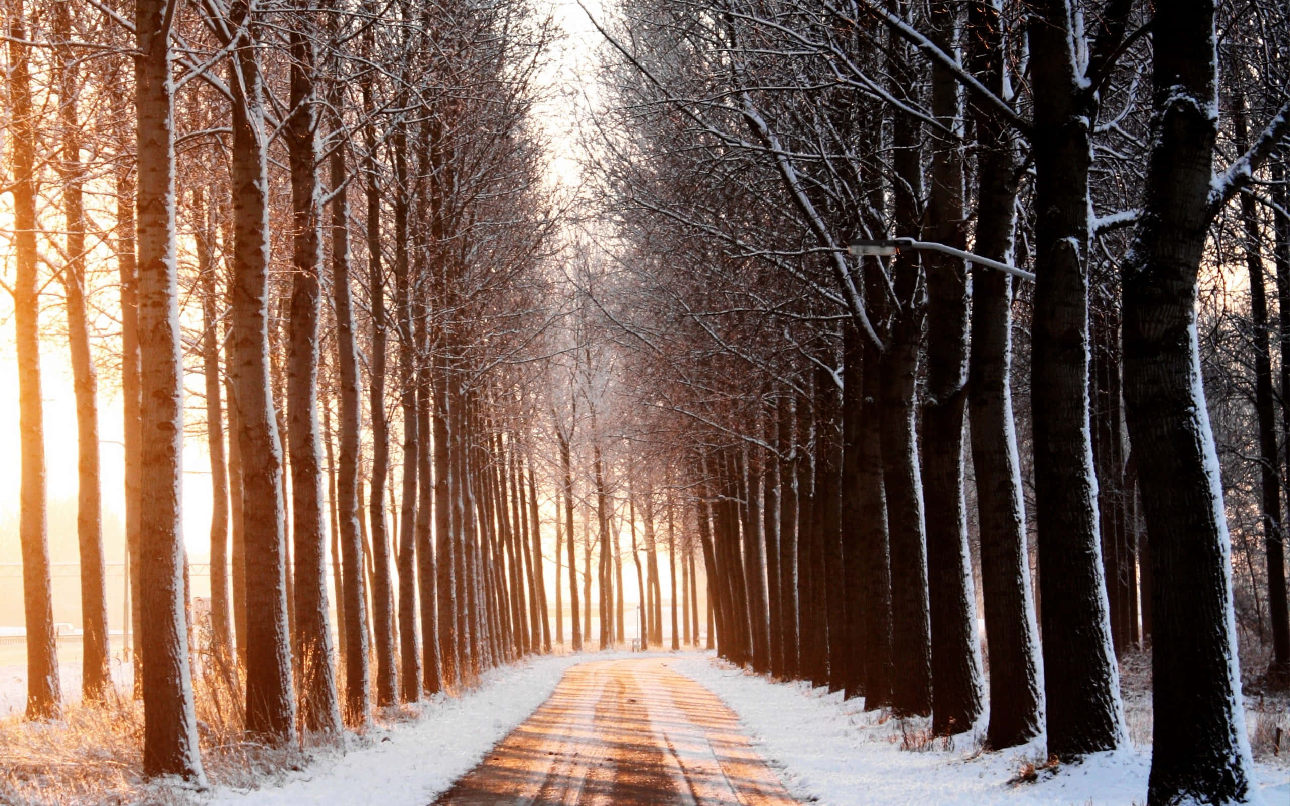享受開闊道路的寧靜 壁紙 — 一條灑滿白雪的森林小徑，兩旁高聳的樹木沐浴在溫暖的金色日出光芒中。