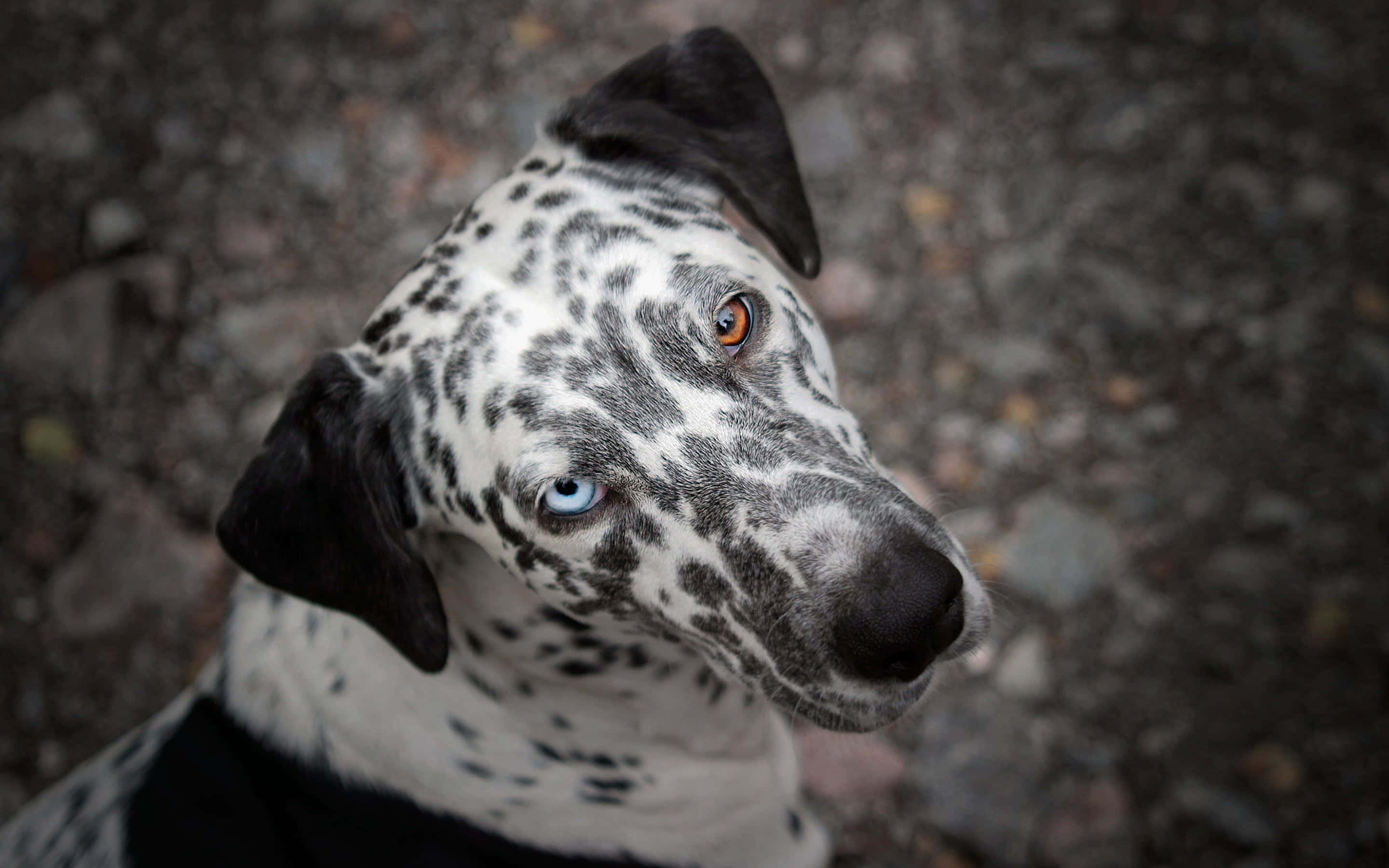 享受陽光的達爾馬提亞犬 壁紙 — 一隻擁有引人注目虹膜異色症（一隻藍眼、一隻琥珀眼）嘅大麥町犬特寫，向上凝視住模糊嘅碎石背景。