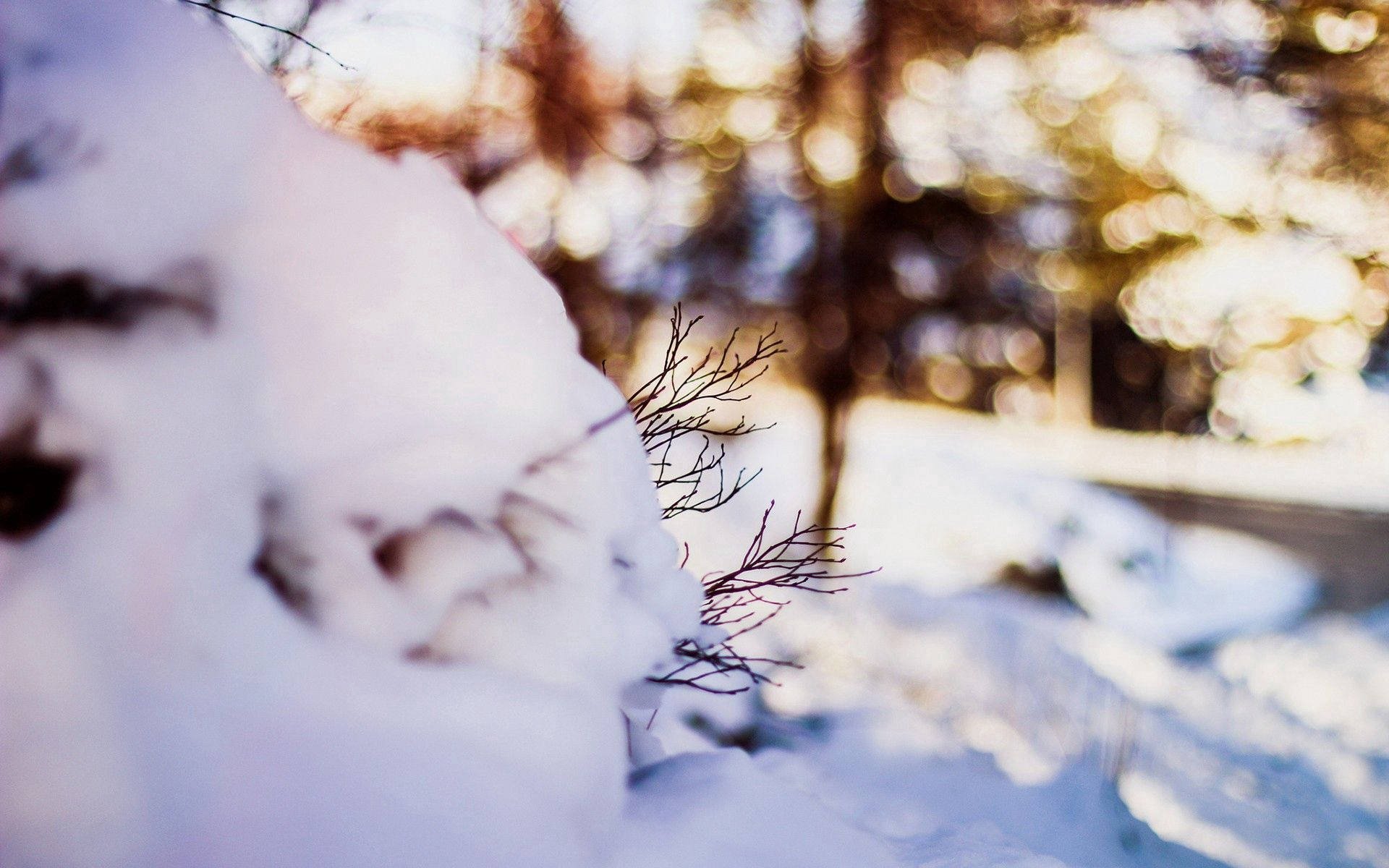 冬日森林中白雪覆蓋的樹枝，金色陽光穿過樹木灑落。