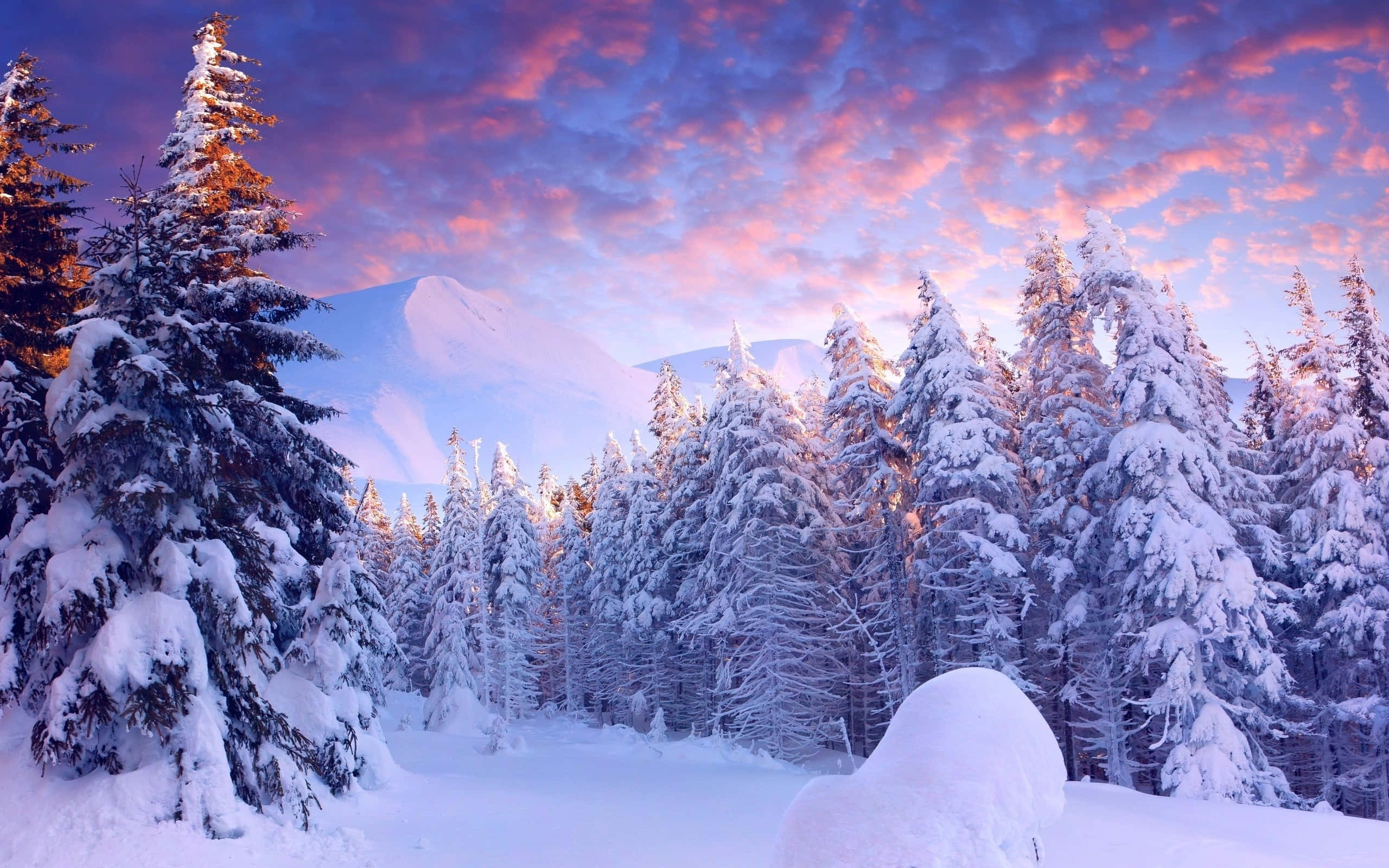 享受雪景冬日的寧靜之美 壁紙 — 白雪覆蓋的松樹在充滿活力的粉紅色和紫色日落天空下閃耀，遠處有白雪覆蓋的山峰。