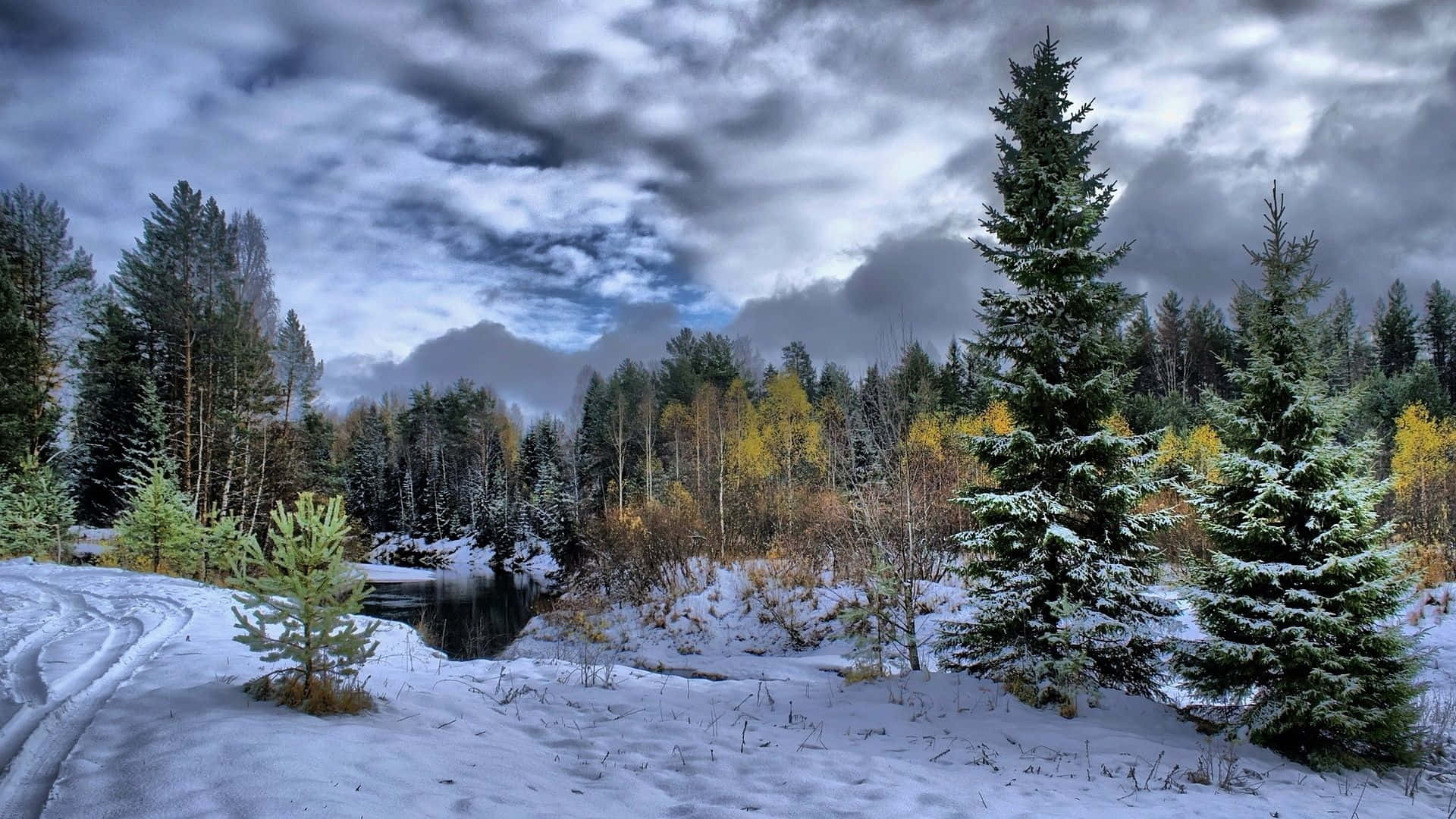 享受雪與陽光交織的冬日美景 壁紙 — 白雪覆蓋著寧靜的森林，常綠樹和秋色樹木在戲劇性的多雲天空下。