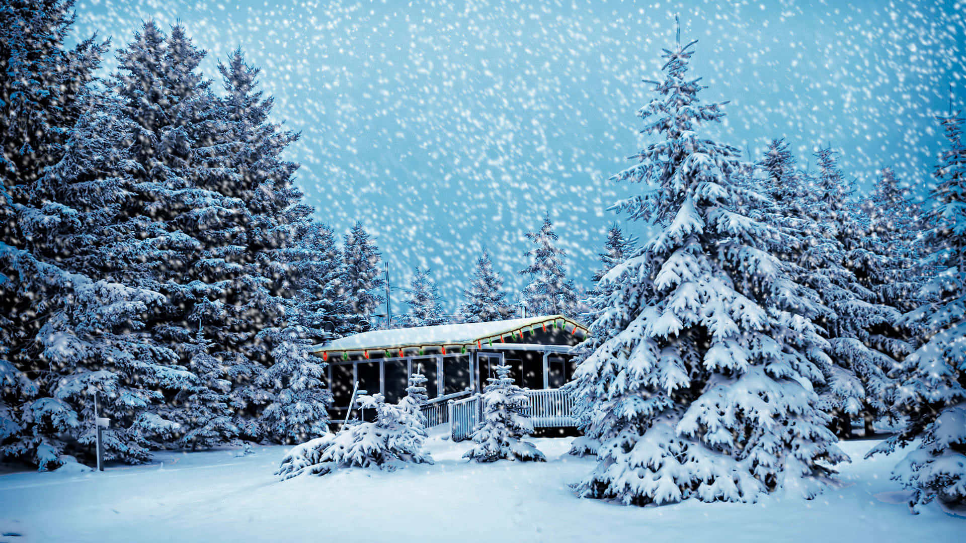在溫和降雪期間，被常青樹環繞的積雪小屋。