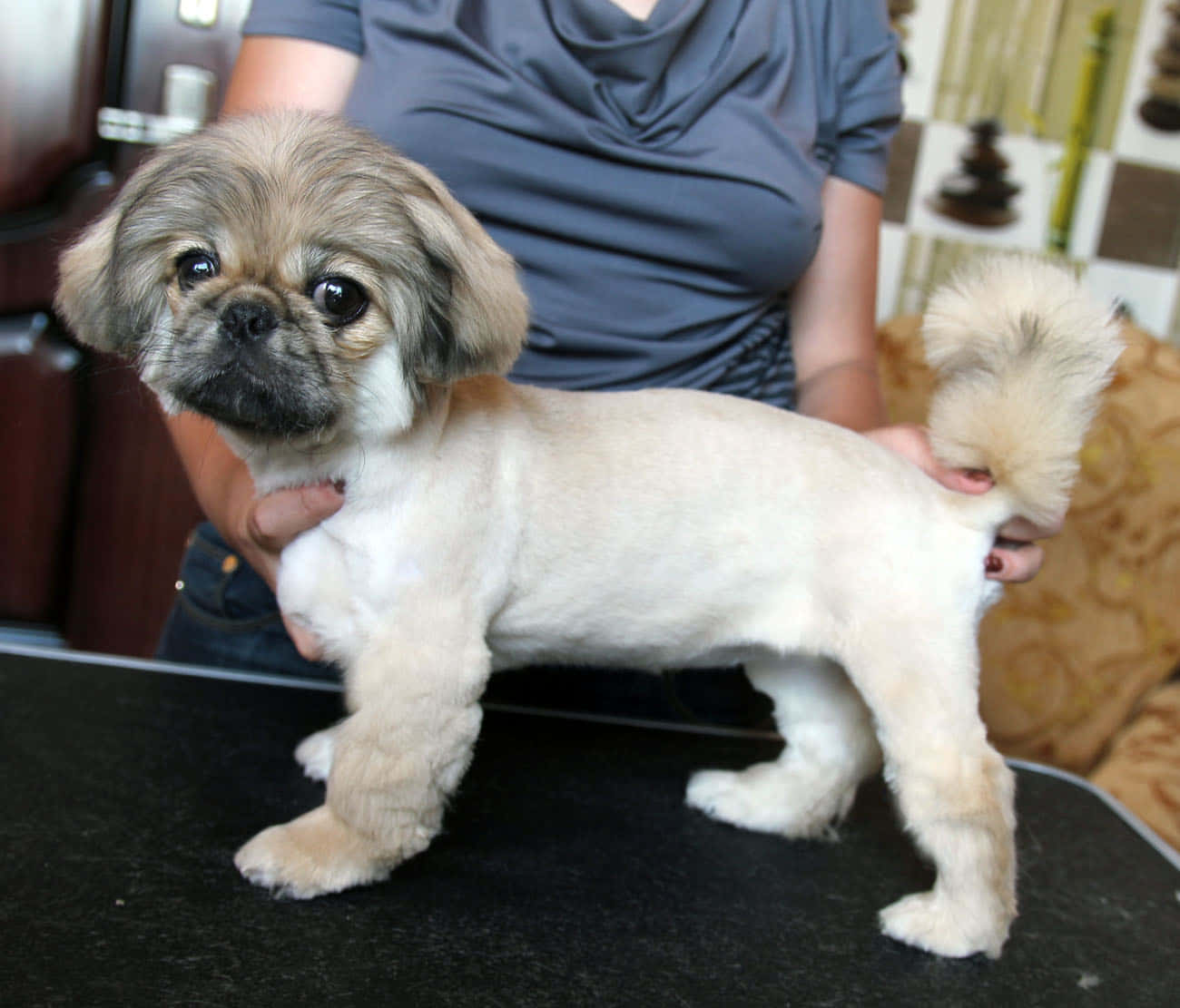 京巴犬在陽光下悠閒曬太陽 壁紙 — 一隻毛茸茸嘅北京犬BB，有大黑眼，企喺黑色枱上面，俾一個著灰色衫嘅人輕輕抱住。