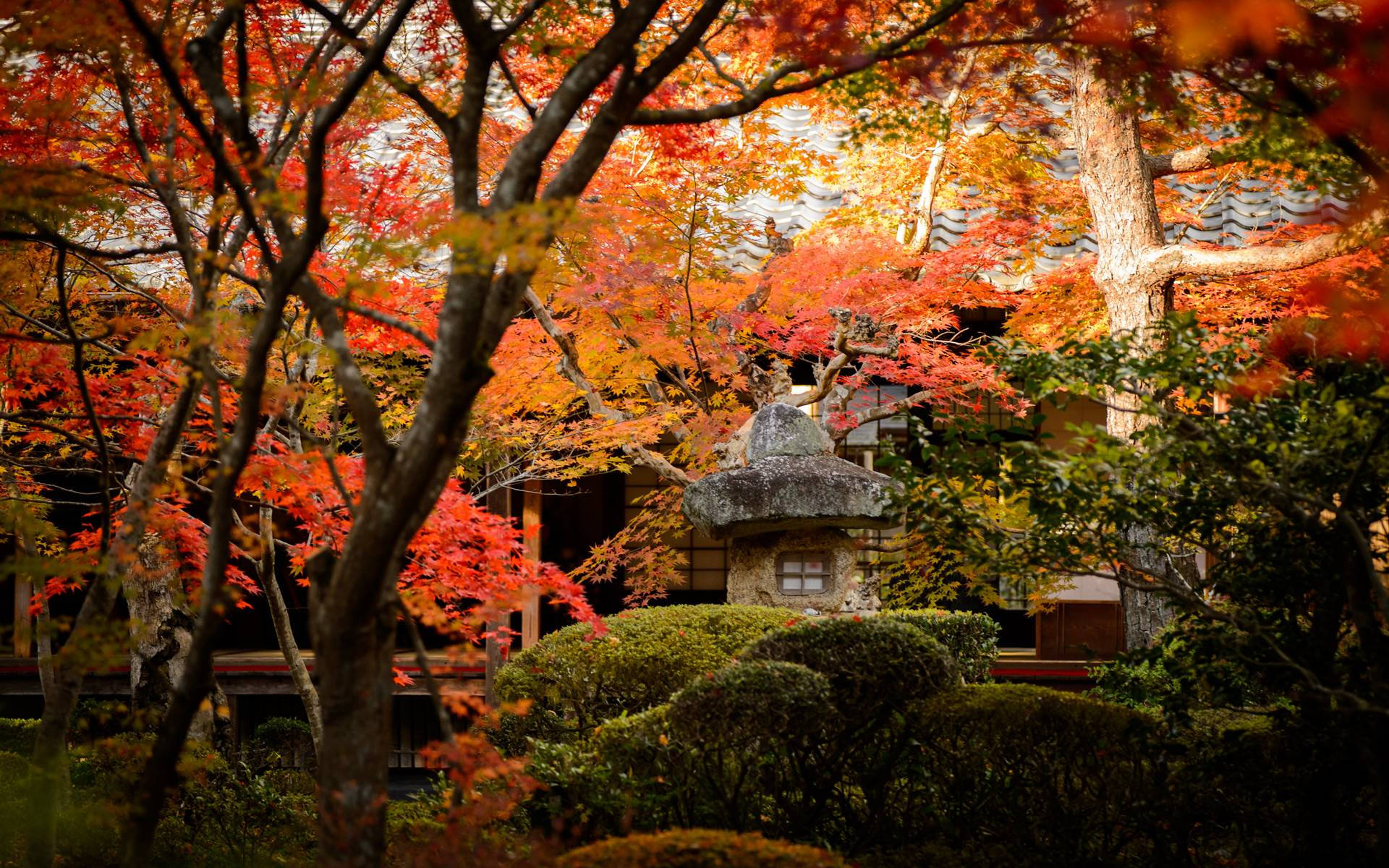 傳統日本寺廟花園，有秋楓樹和石燈籠。