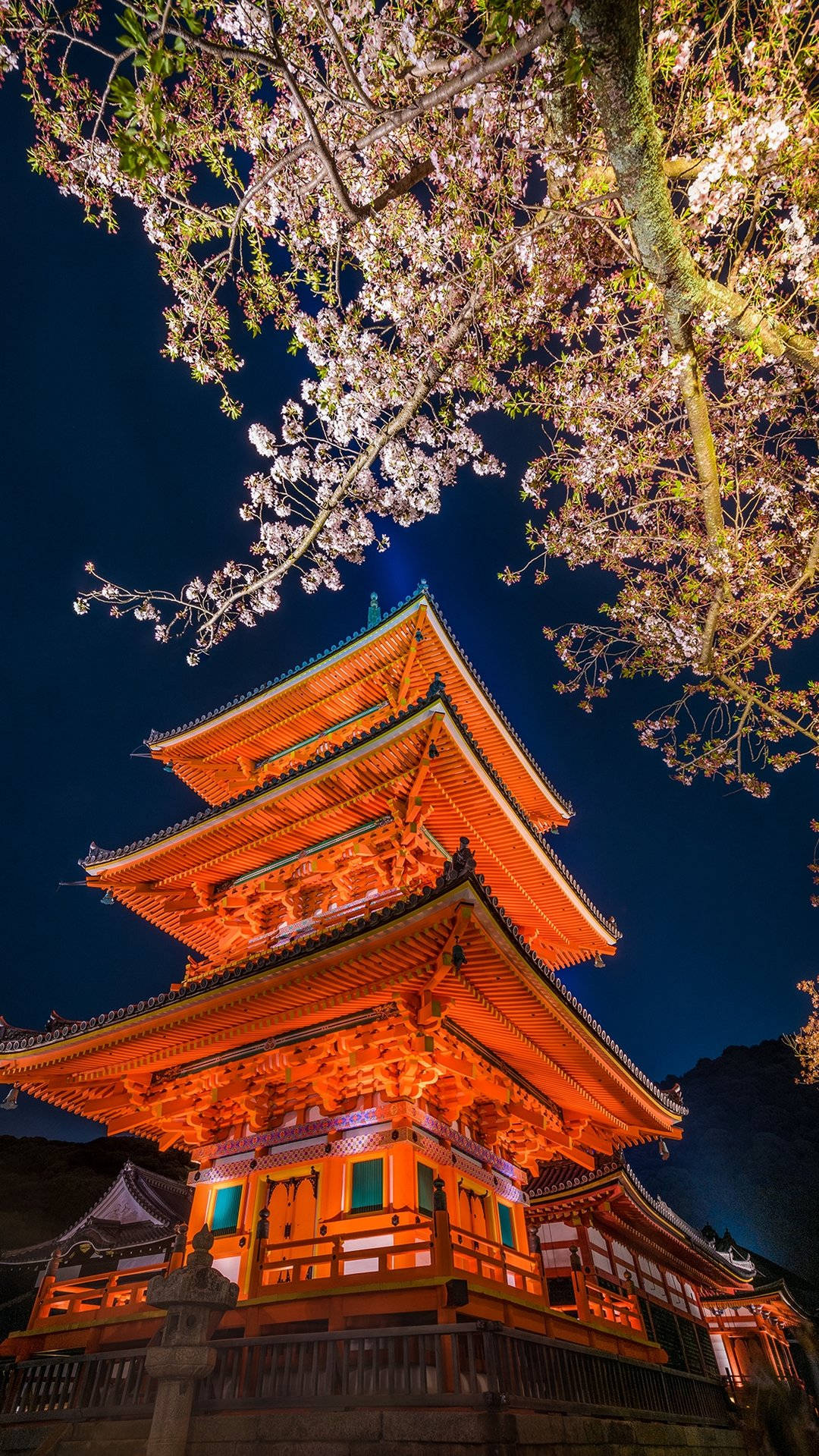 傳統日本寶塔在櫻花枝下夜晚被照亮。