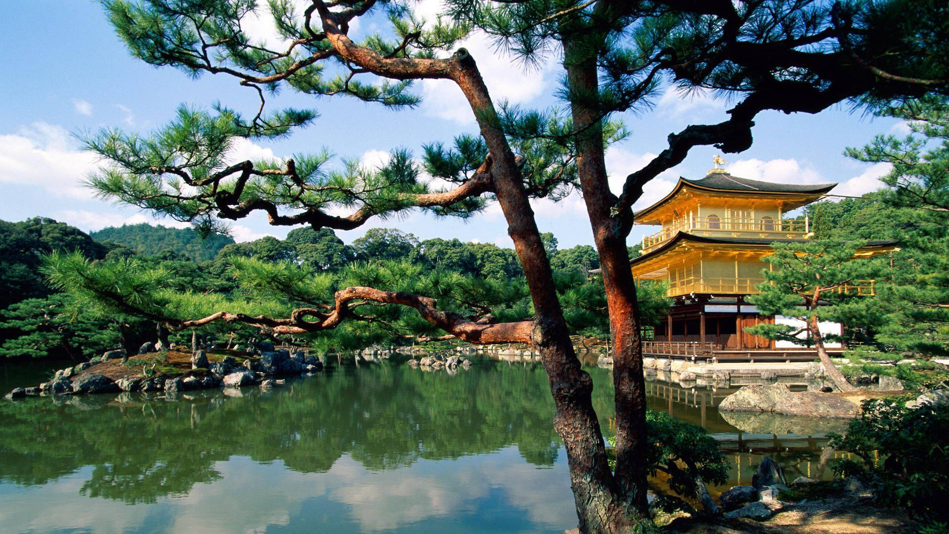 金色寺廟倒映喺池塘中，周圍有松樹同綠植。