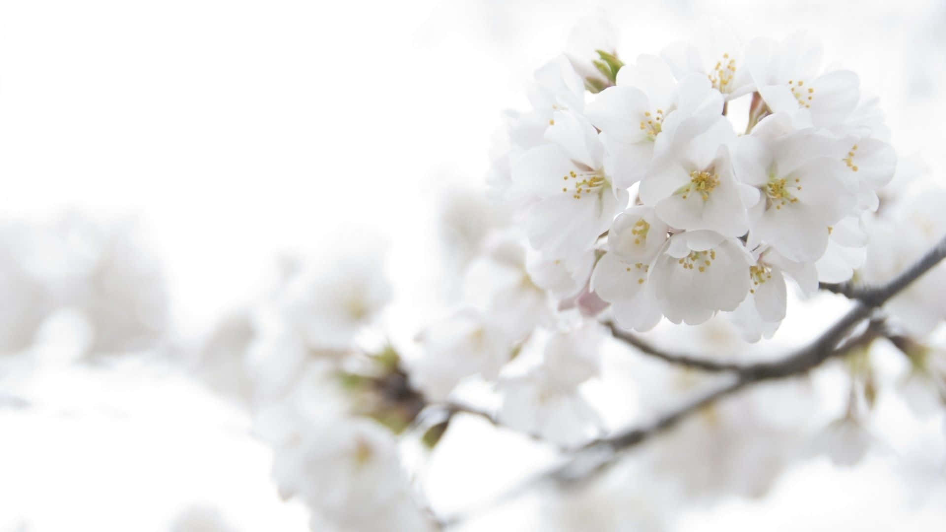 特寫白櫻花在樹枝上，背景柔和模糊。