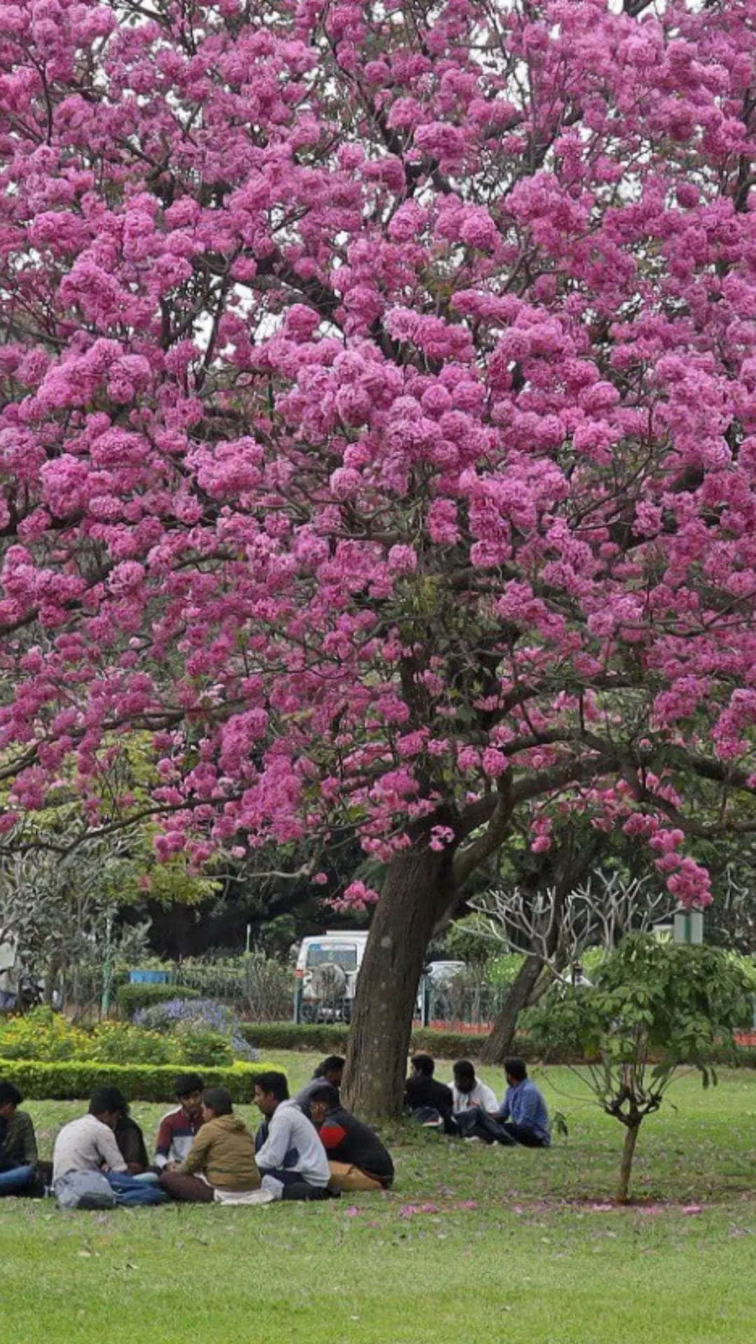 Flower Tree 桌布 壁紙 — 人們在鬱鬱蔥蔥的公園裡，在一棵開滿鮮豔粉紅色花朵的巨樹下放鬆。