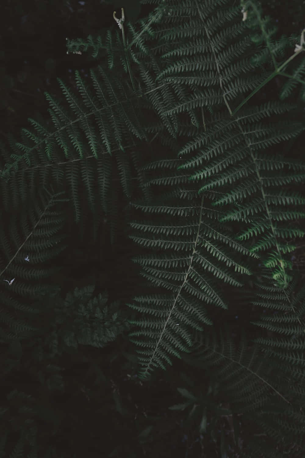 人像模式拍攝，捕捉迷人景深 壁紙 — 細緻的蕨類葉片帶有複雜的葉脈圖案，在黑暗陰森的森林背景下柔和發光。