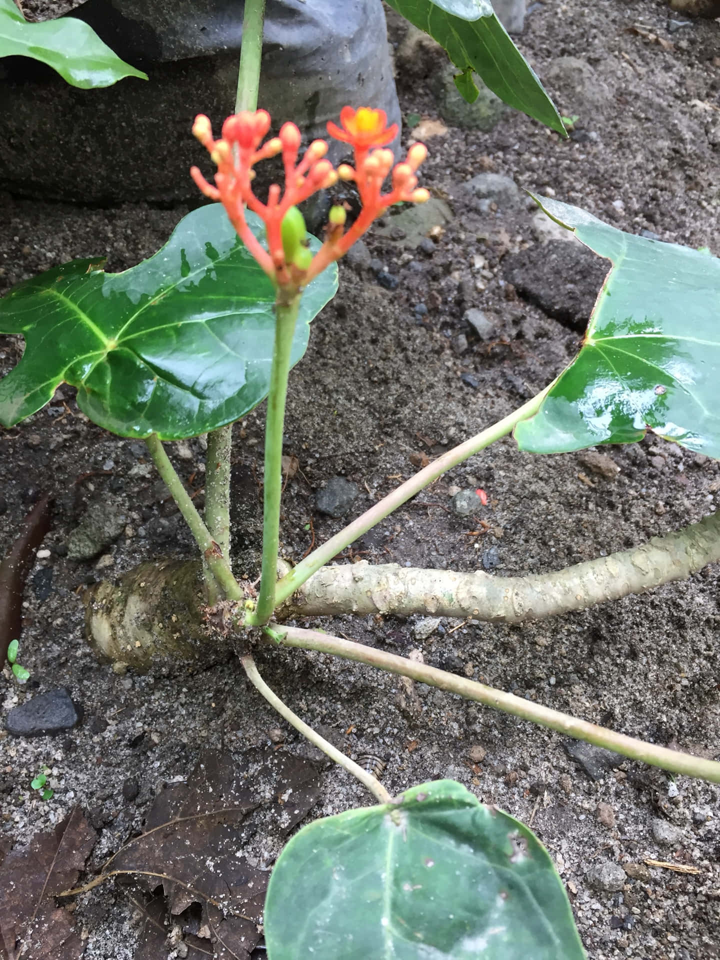 土壤中帶有大片綠葉的橙色開花植物的特寫。