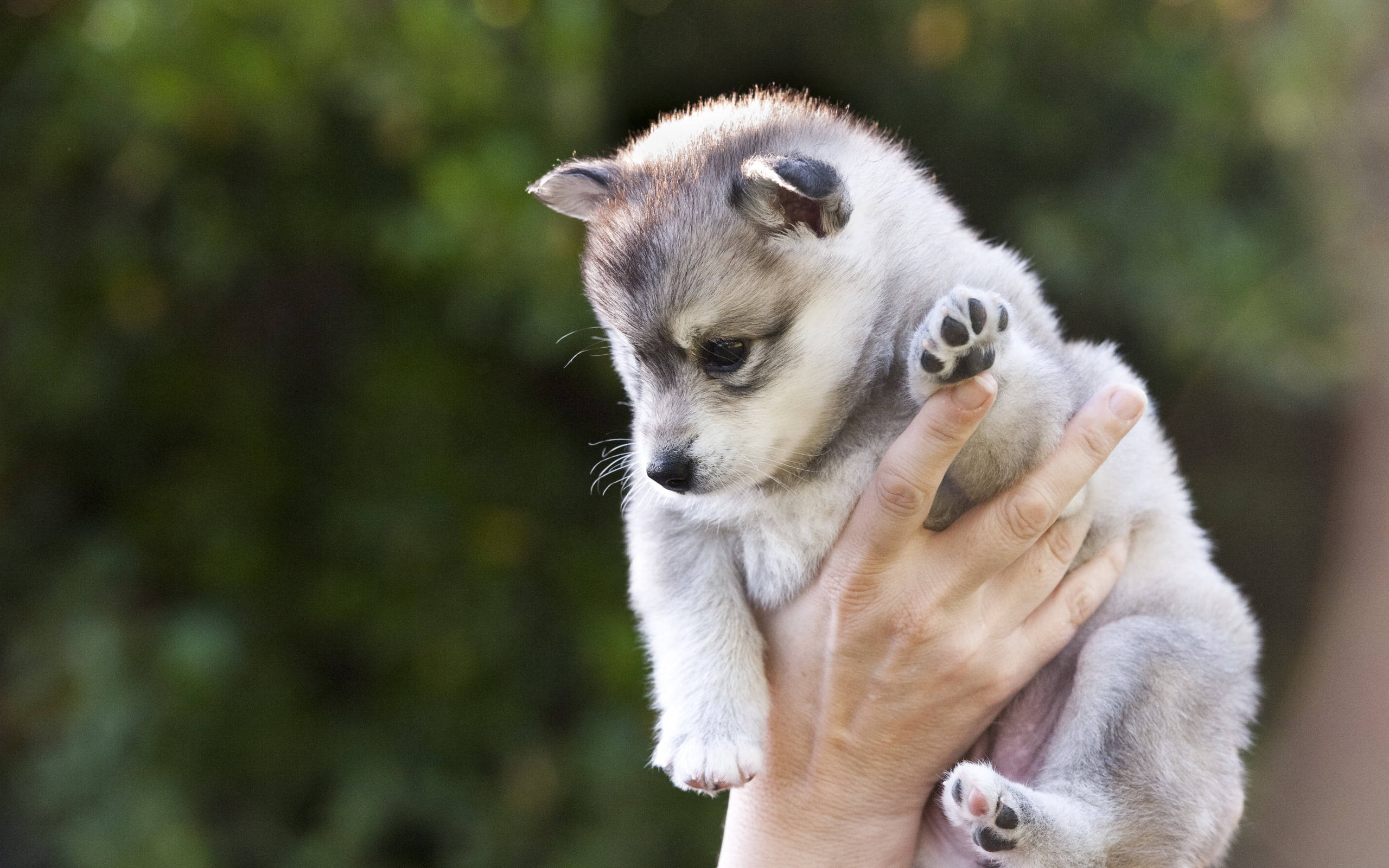 人手抱著哈士奇幼犬 壁紙 — 一隻細小毛茸茸嘅灰白色小狗，有深色眼睛，喺柔和嘅綠色模糊背景下輕輕噉被捧喺人嘅手中。