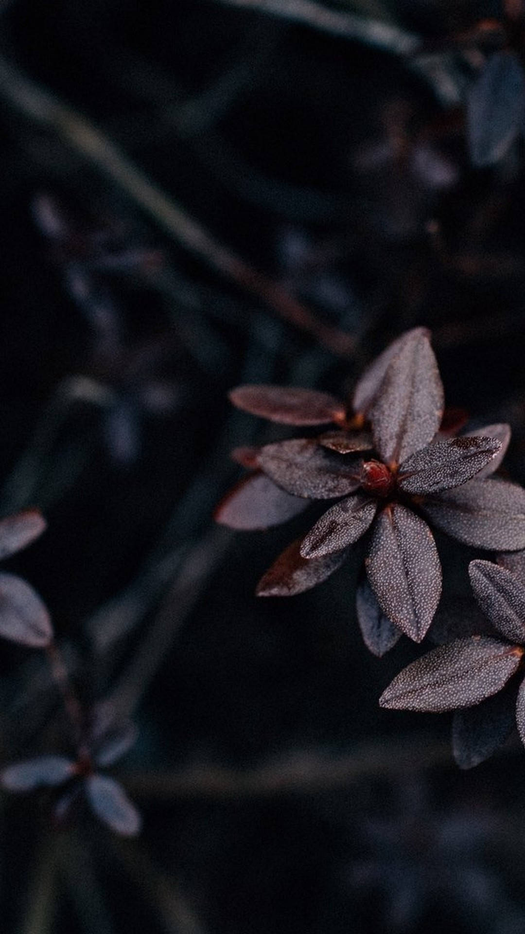喺陰鬱森林環境中帶有露珠嘅暗紫色葉片。