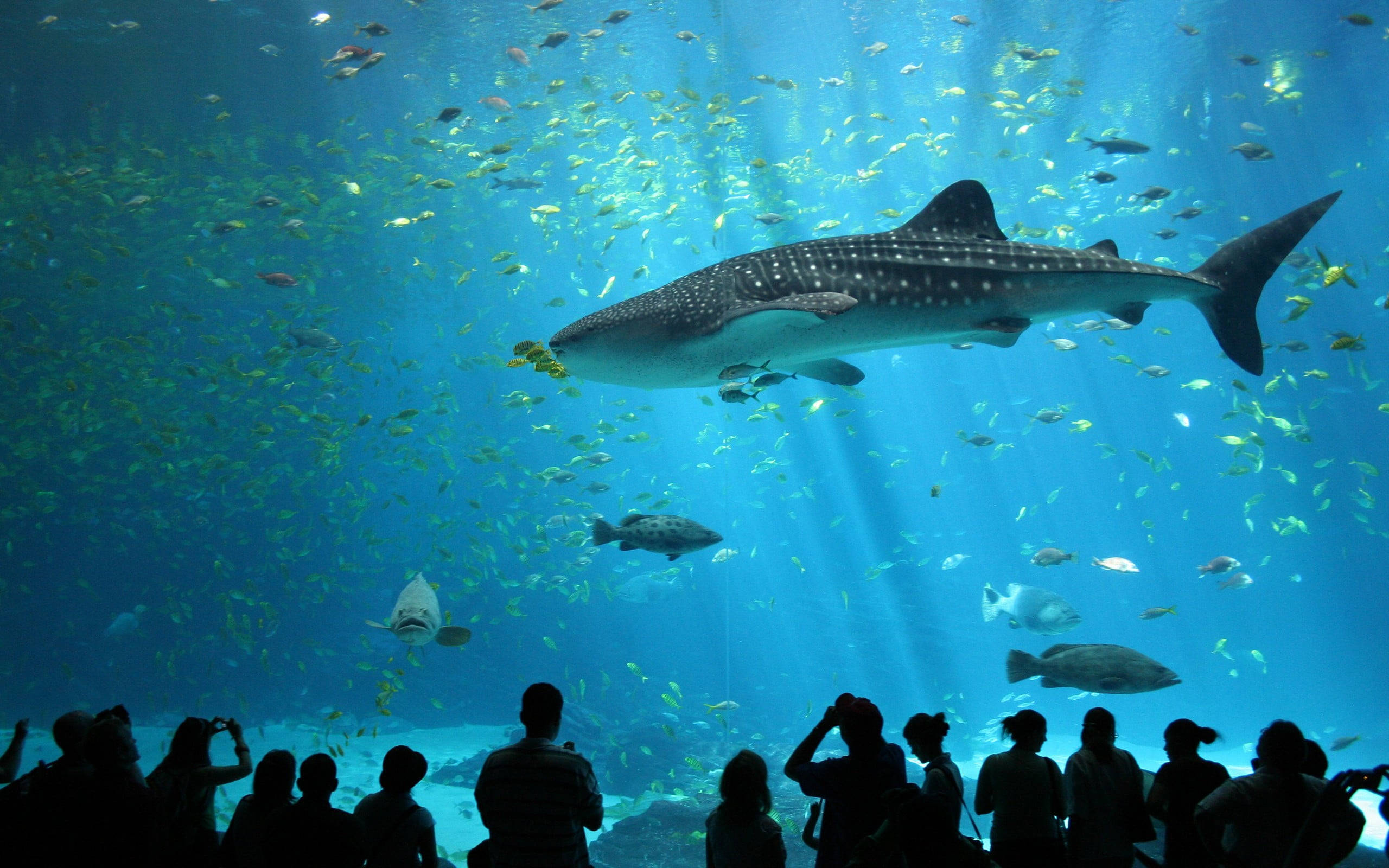 人潮洶湧的大型水族館 壁紙 — 一條巨大的鯨鯊在陽光照射的水族箱中滑行，周圍環繞著魚群，而剪影般的遊客在下方觀看。