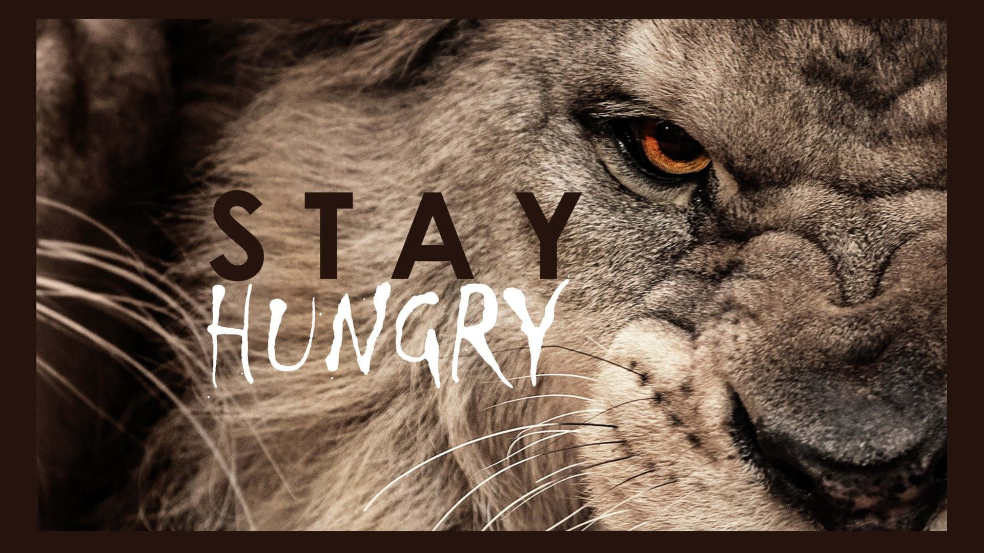 獅子的臉部疊加「STAY HUNGRY」字樣。