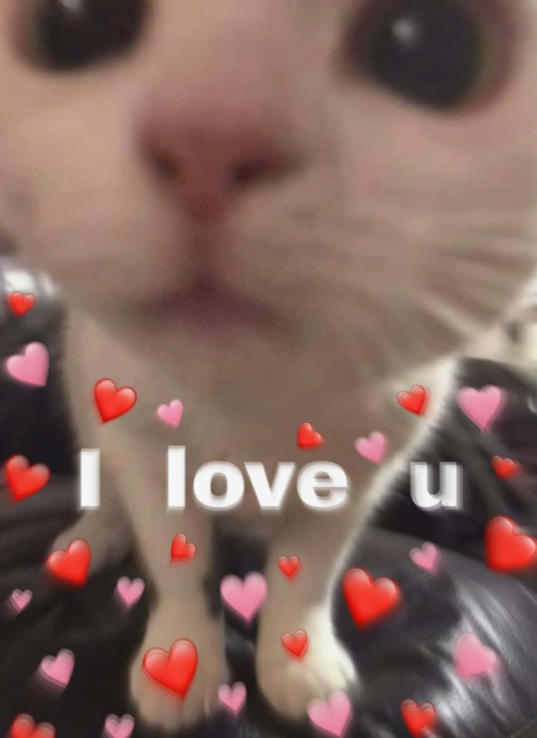一隻白貓，帶有心形圖案和文字，上面寫著 I love u。