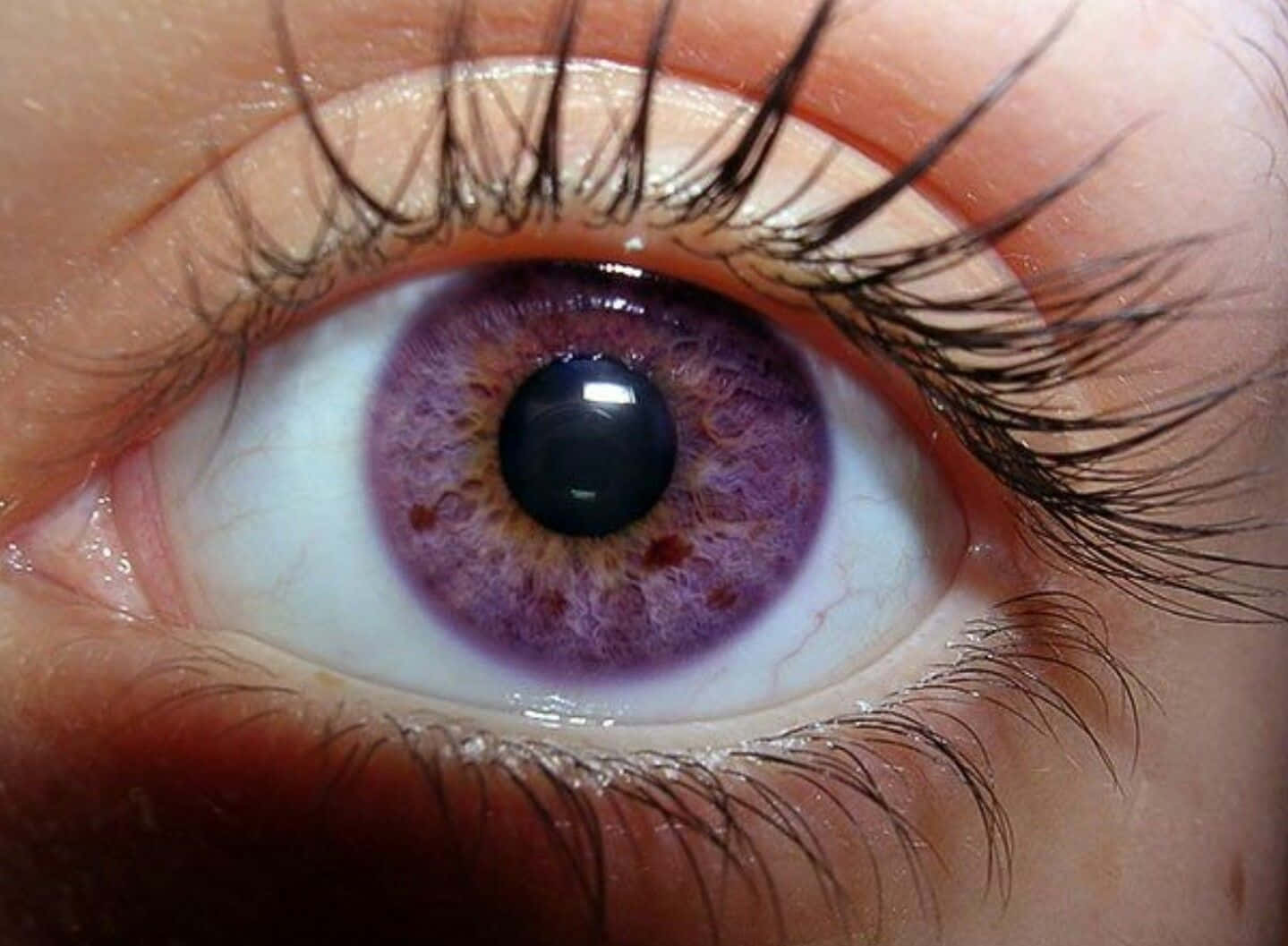 人類眼睛的特寫，帶有紫色虹膜和長睫毛。