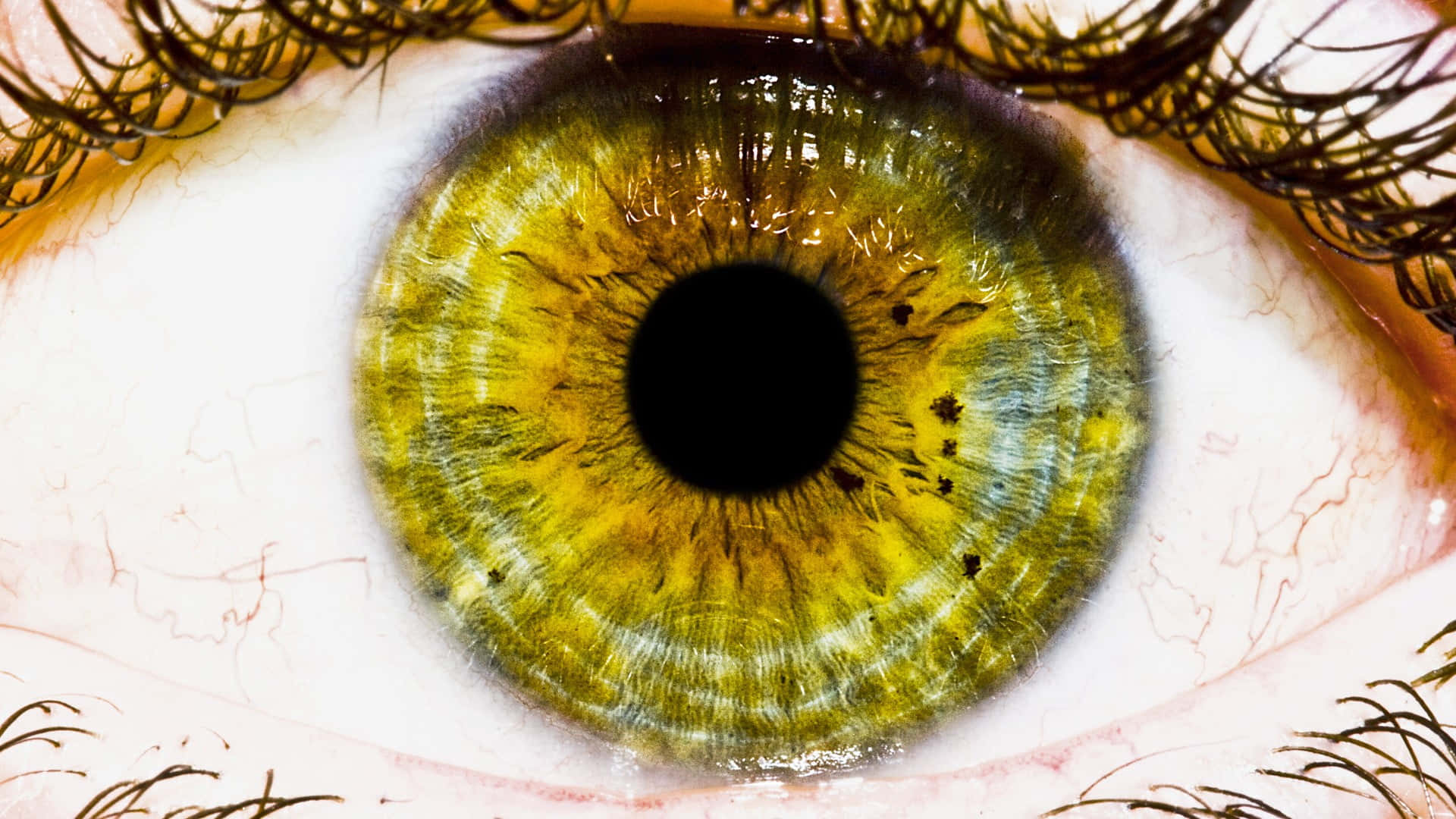 Eyes 桌布 壁紙 — 人類眼睛的極端特寫，帶有鮮明的黃綠色虹膜和詳細的睫毛。